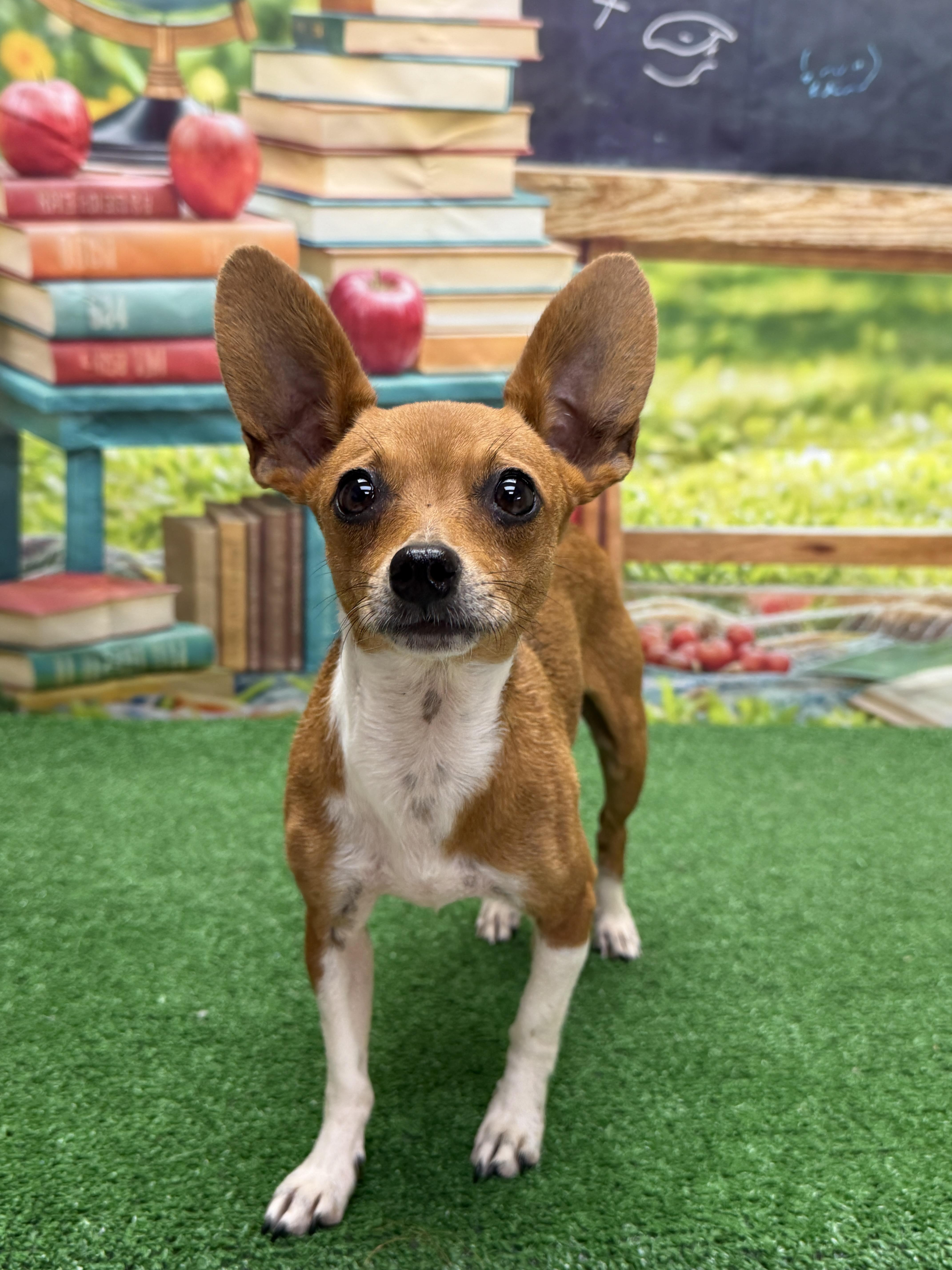Sunshine, adopted, Adult Female Chihuahua.