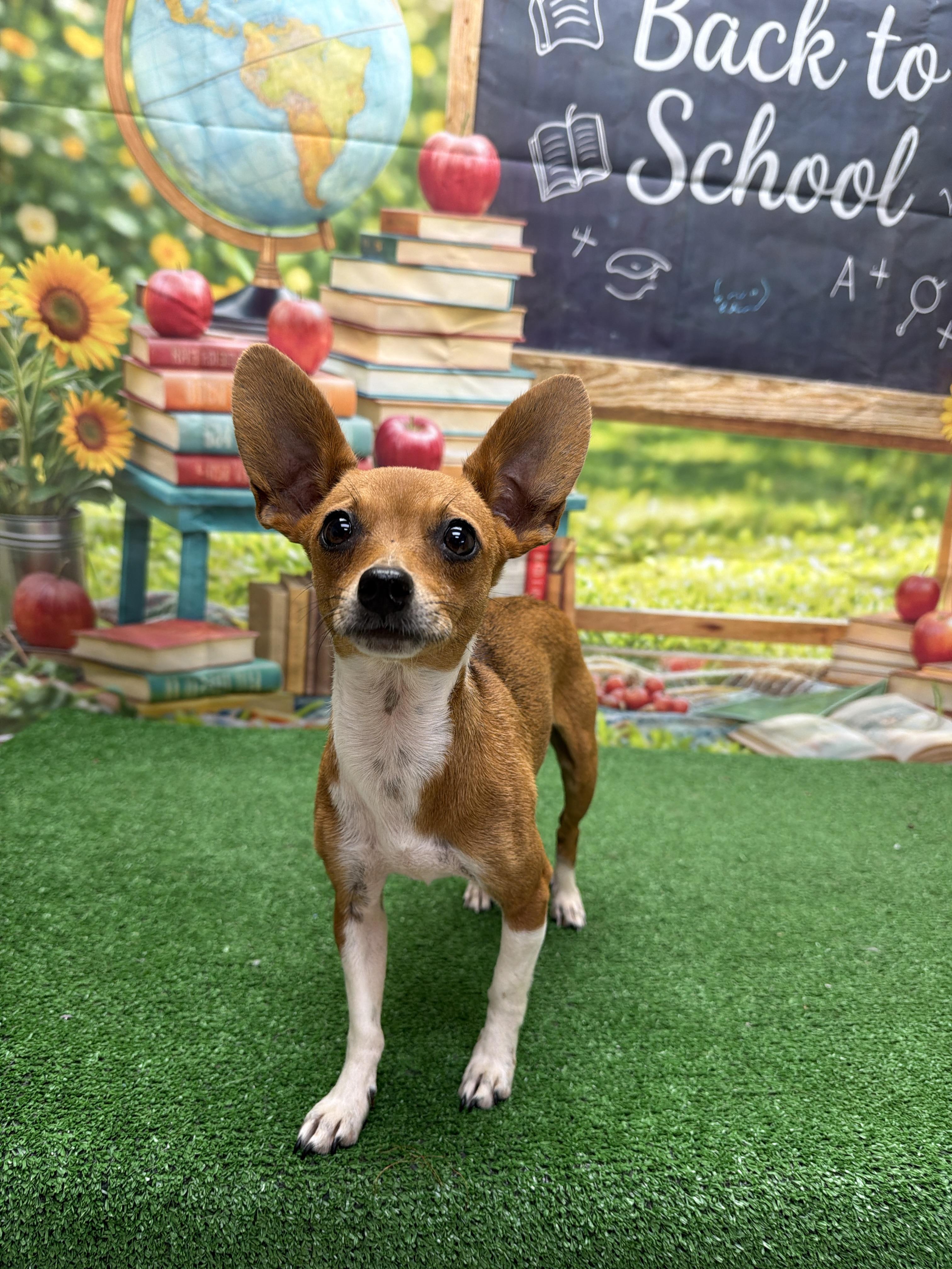 Enlarge Sunshine, an adopted mixed breed in Statesboro, GA image 4/4