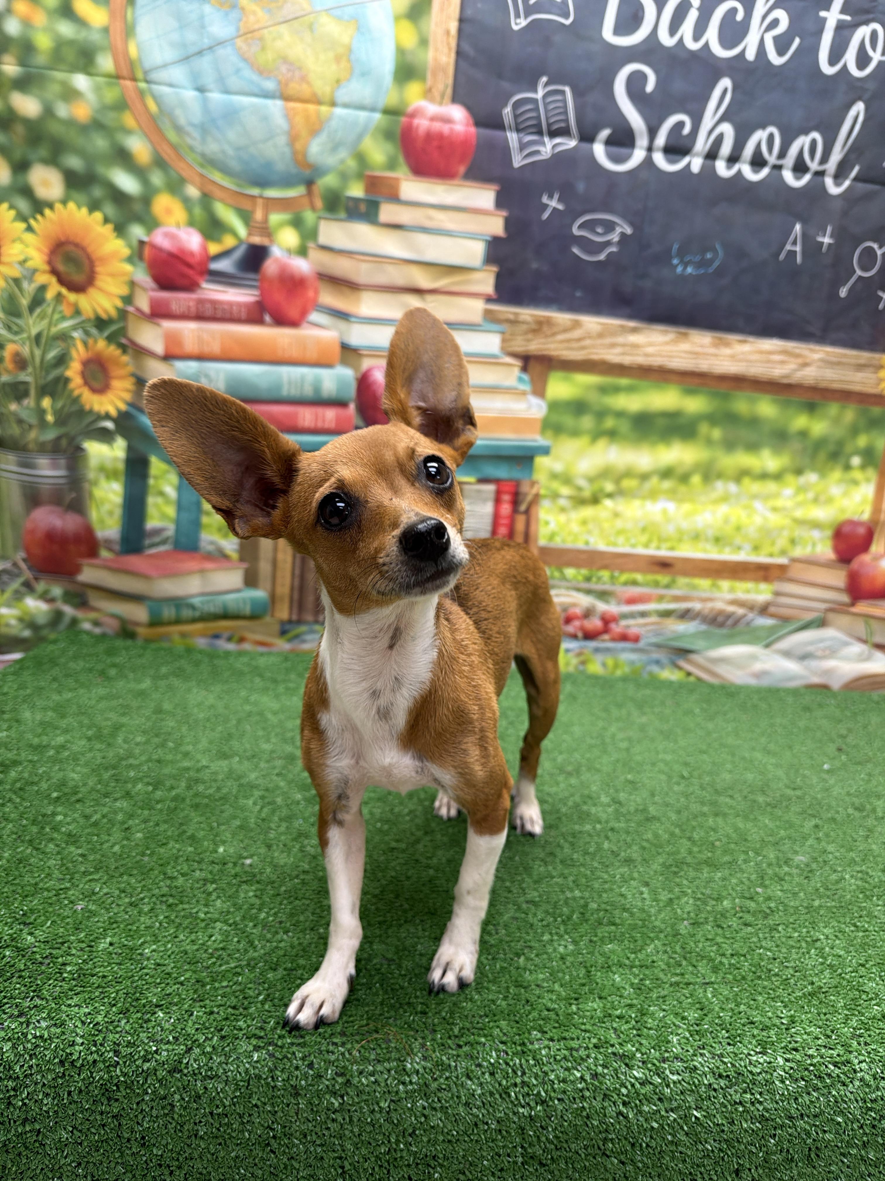 Enlarge Sunshine, an adopted mixed breed in Statesboro, GA image 2/4