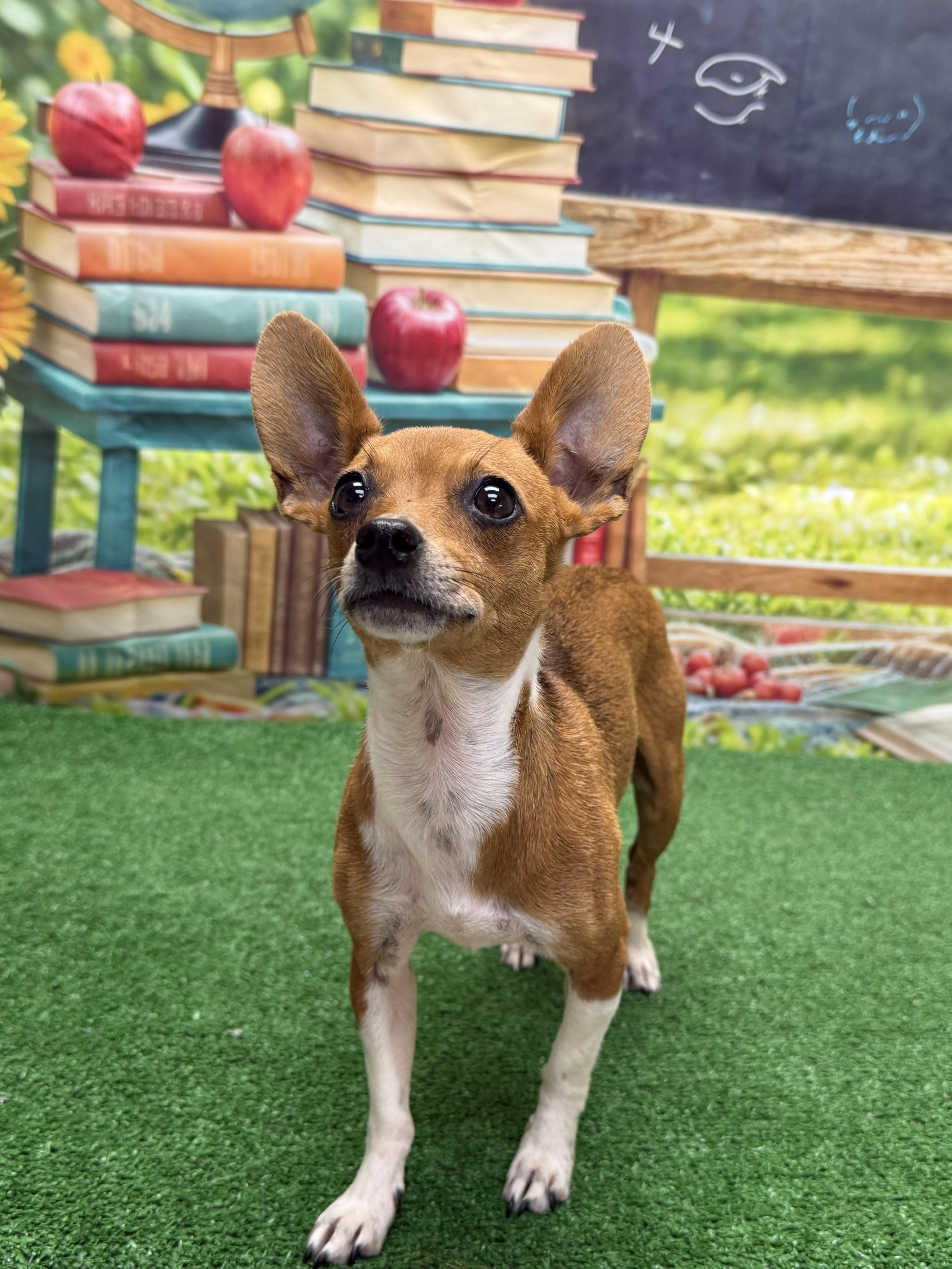 Enlarge Sunshine, an adopted mixed breed in Statesboro, GA image 3/4