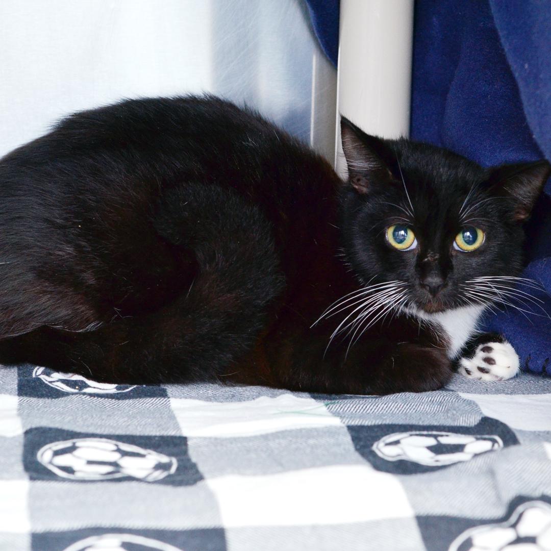 Fluffy, adopted, Young Female Domestic Medium Hair.