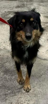 Stacey, a Adoptable mixed breed in Lampasas, TX image 1/2