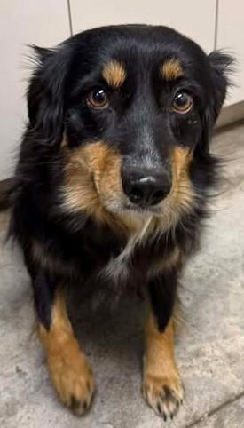 Stacey, a Adoptable mixed breed in Lampasas, TX image 2/2