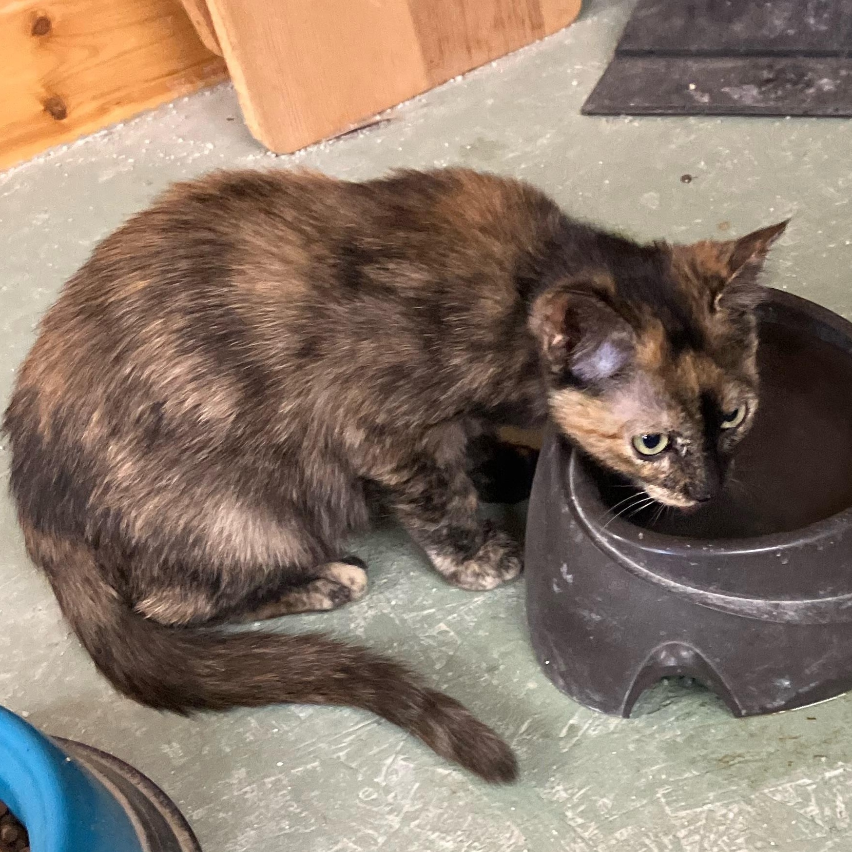 Enlarge Pea aka Party Girl, a Adoptable Tortoiseshell in Portland, OR image 2/3