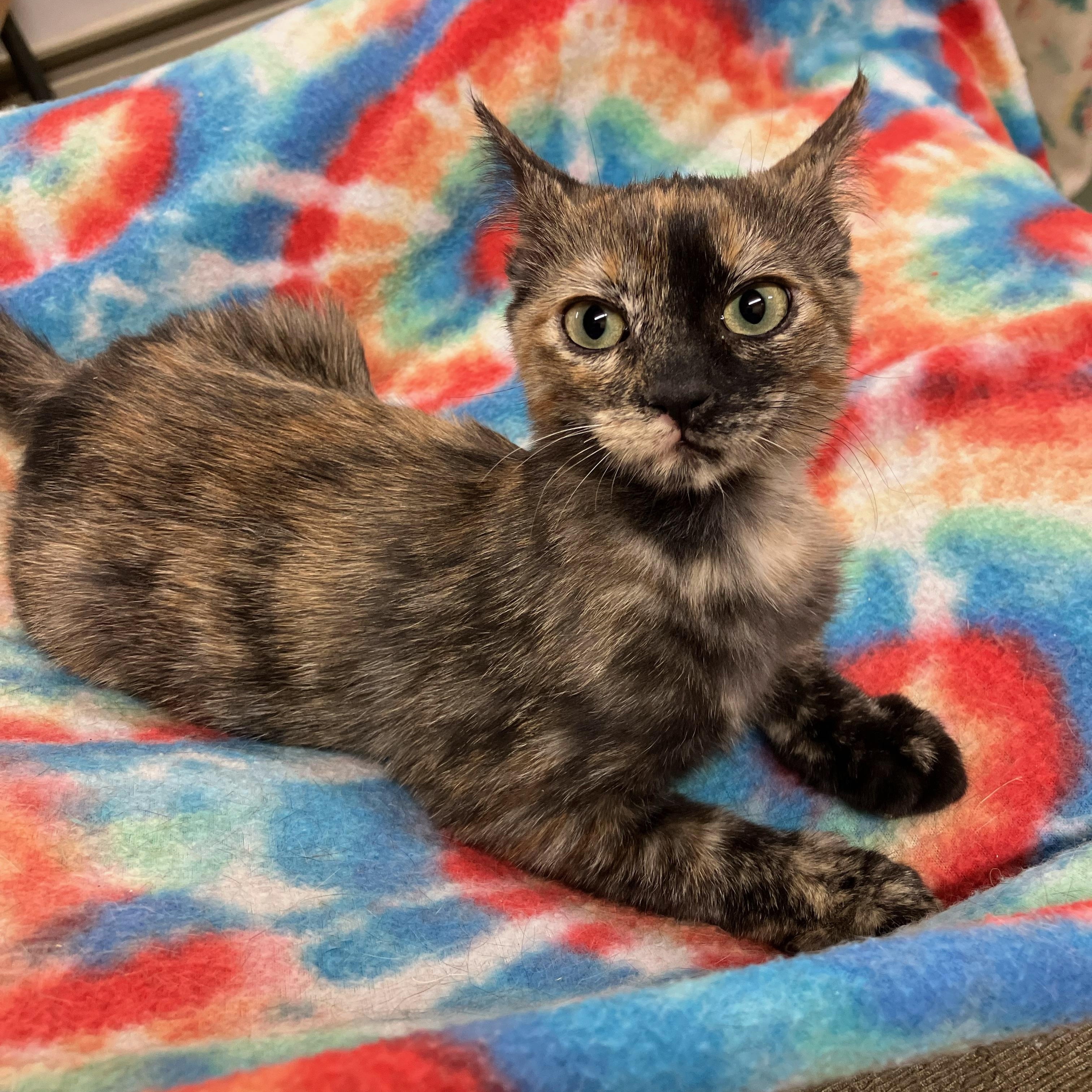 Pea aka Party Girl, Adoptable, Kitten Female Tortoiseshell.