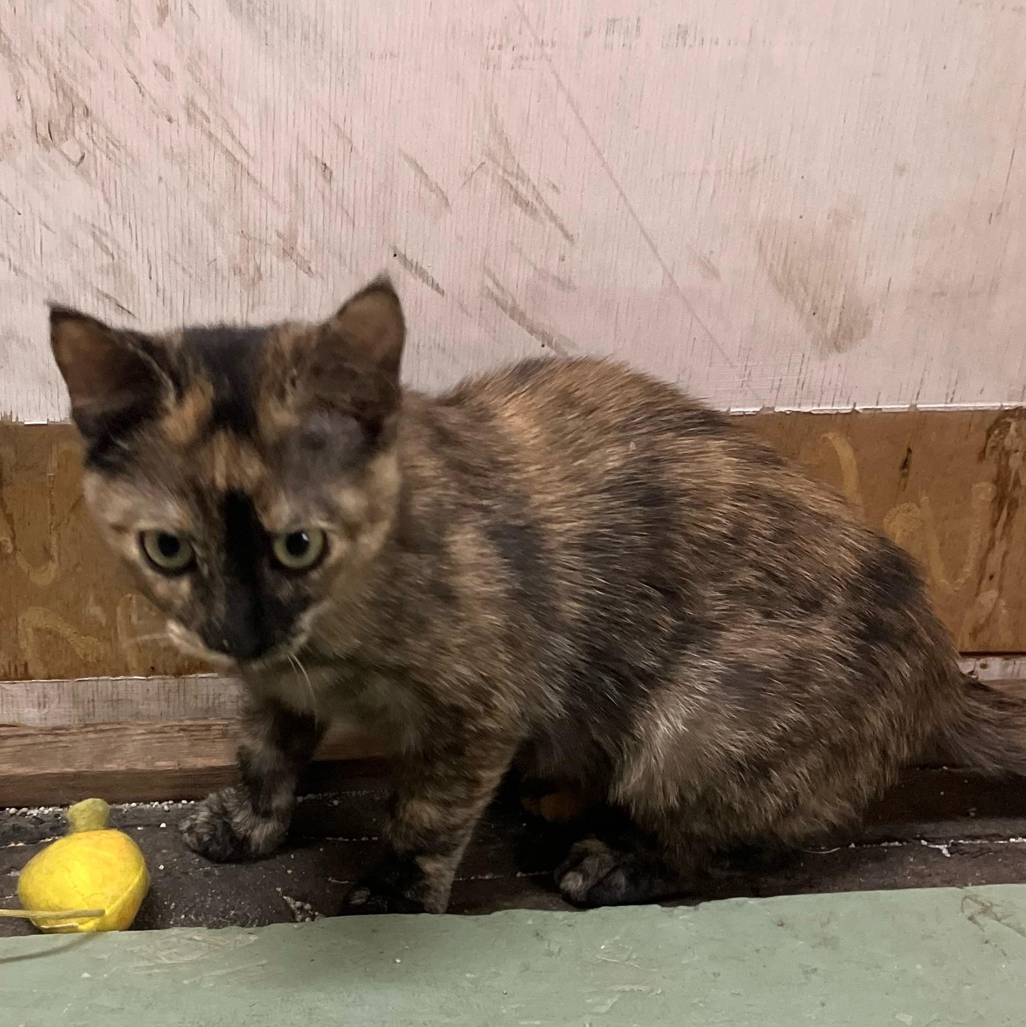 Enlarge Pea aka Party Girl, a Adoptable Tortoiseshell in Portland, OR image 3/3