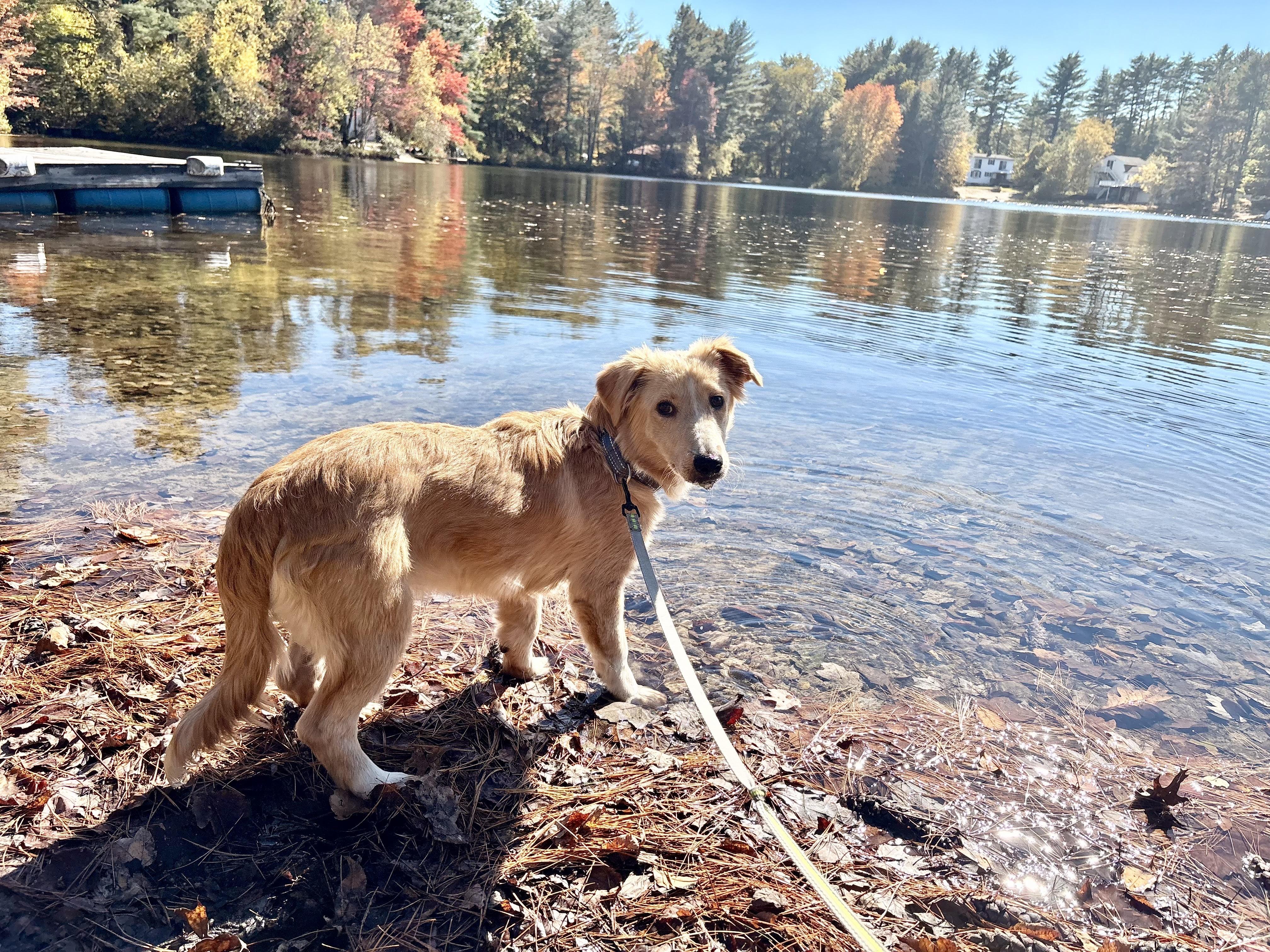 Enlarge Shawn, a Adoptable mixed breed in Weare, NH image 3/6