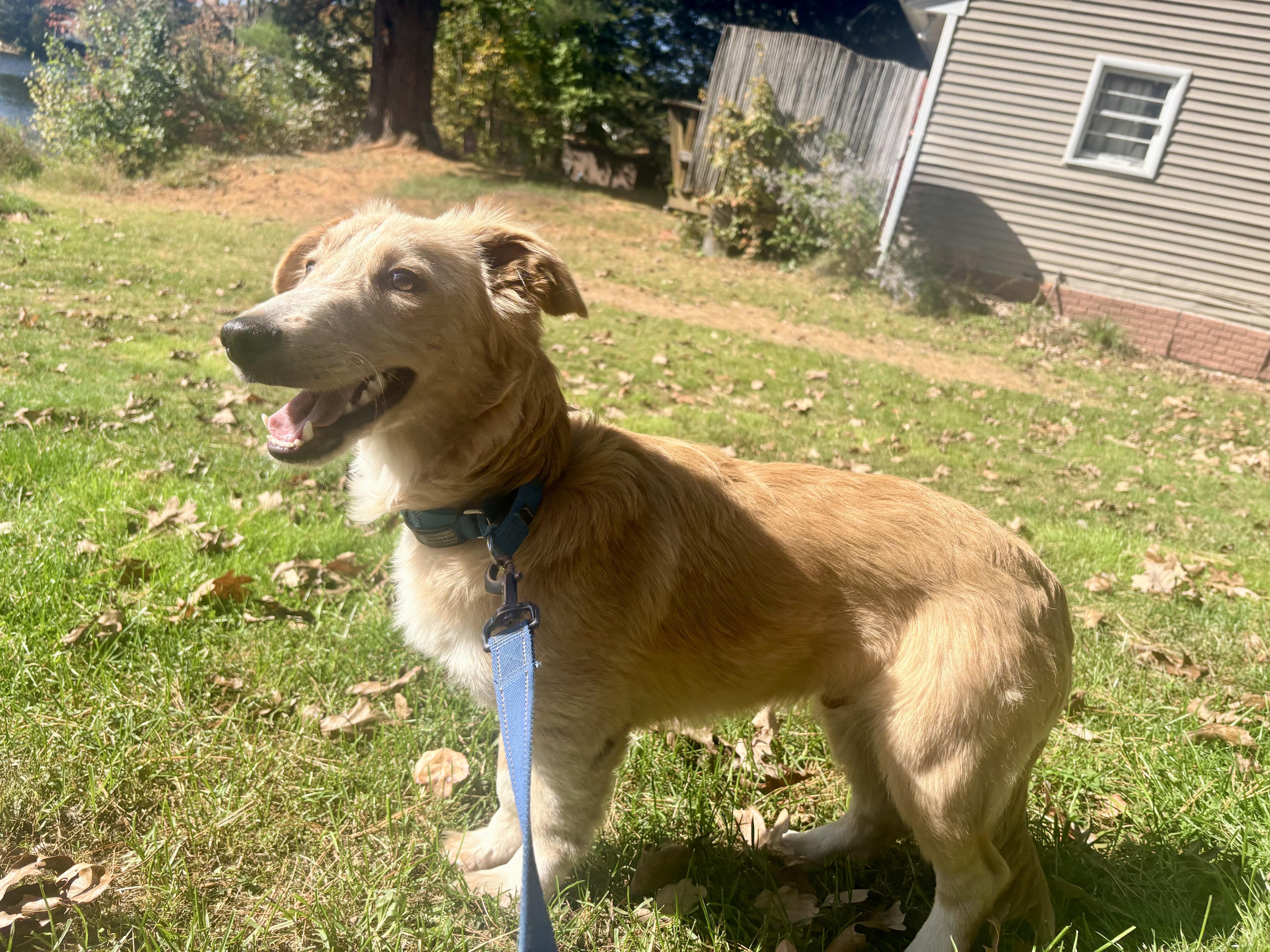 Enlarge Shawn, a Adoptable mixed breed in Weare, NH image 4/6