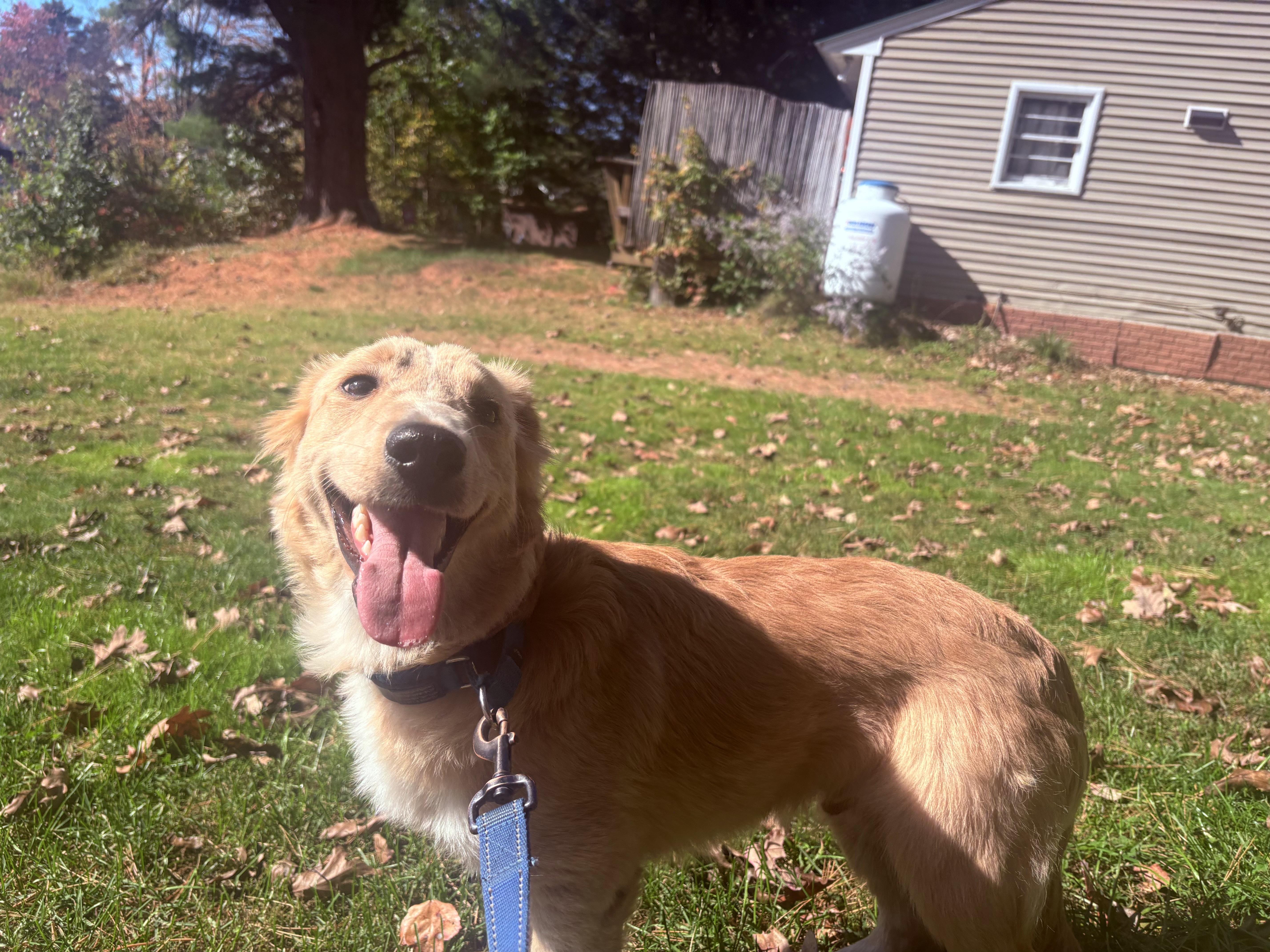 Shawn, Adoptable, Puppy Male Golden Retriever & Collie.