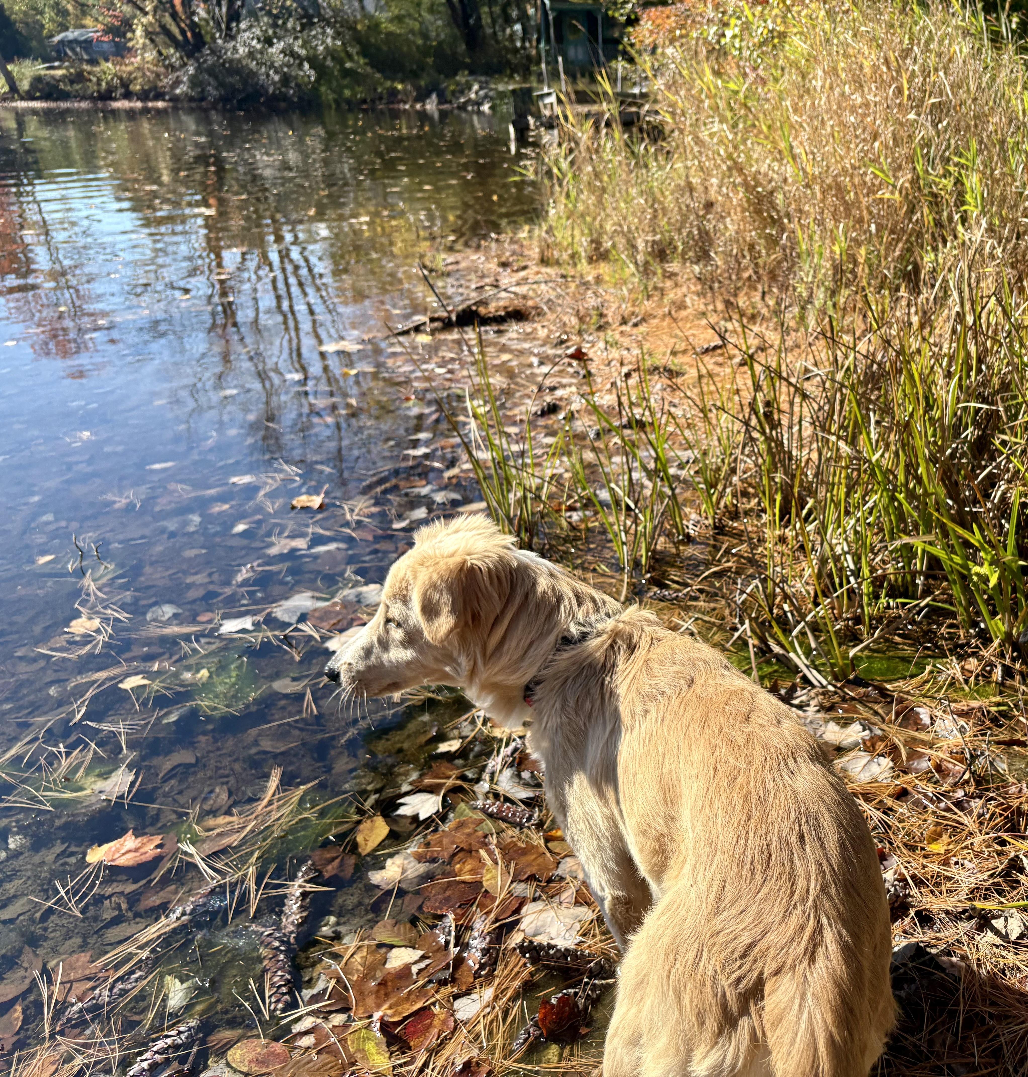 Enlarge Shawn, a Adoptable mixed breed in Weare, NH image 6/6