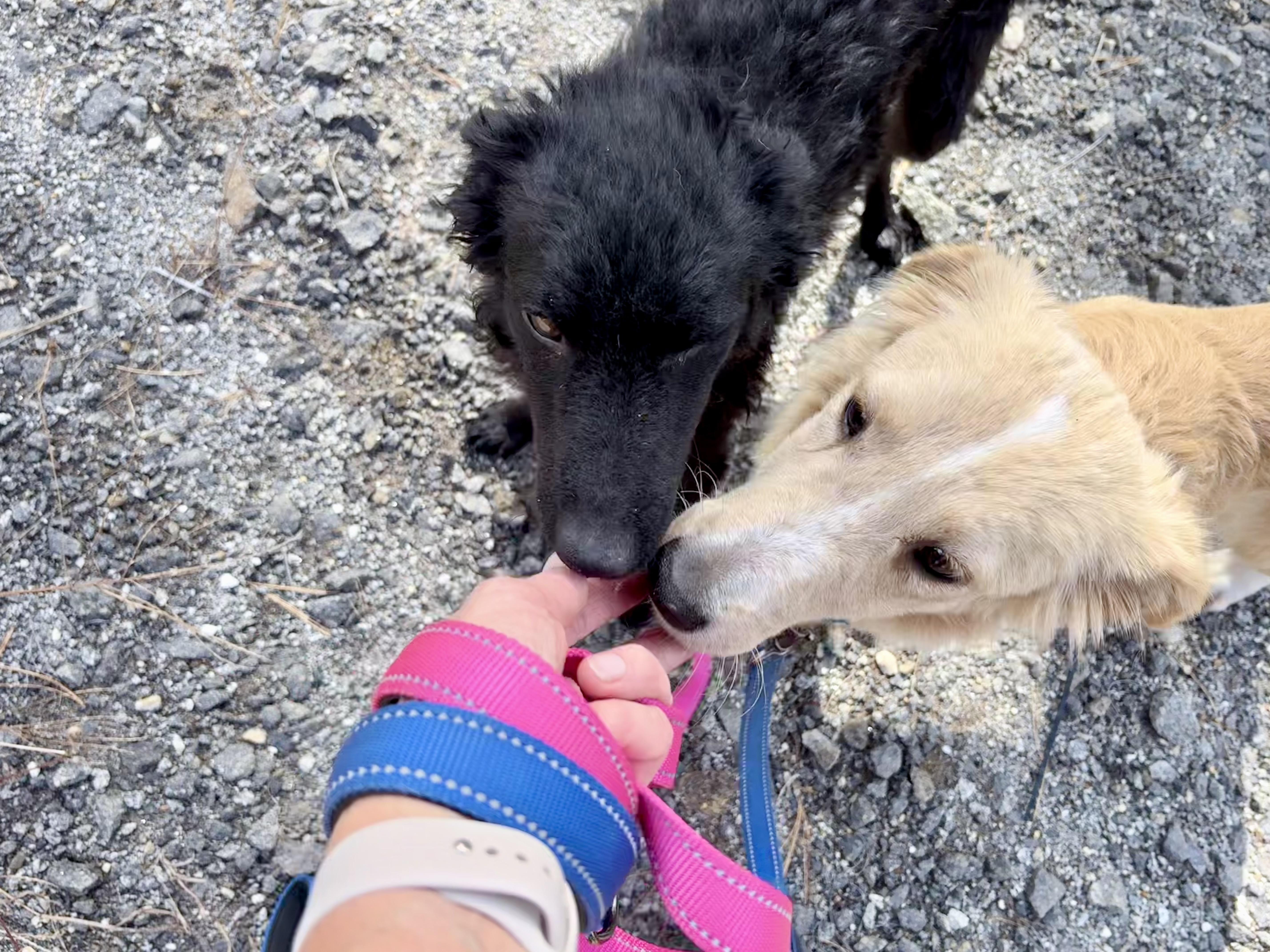 Enlarge Shawn, a Adoptable mixed breed in Weare, NH image 5/6