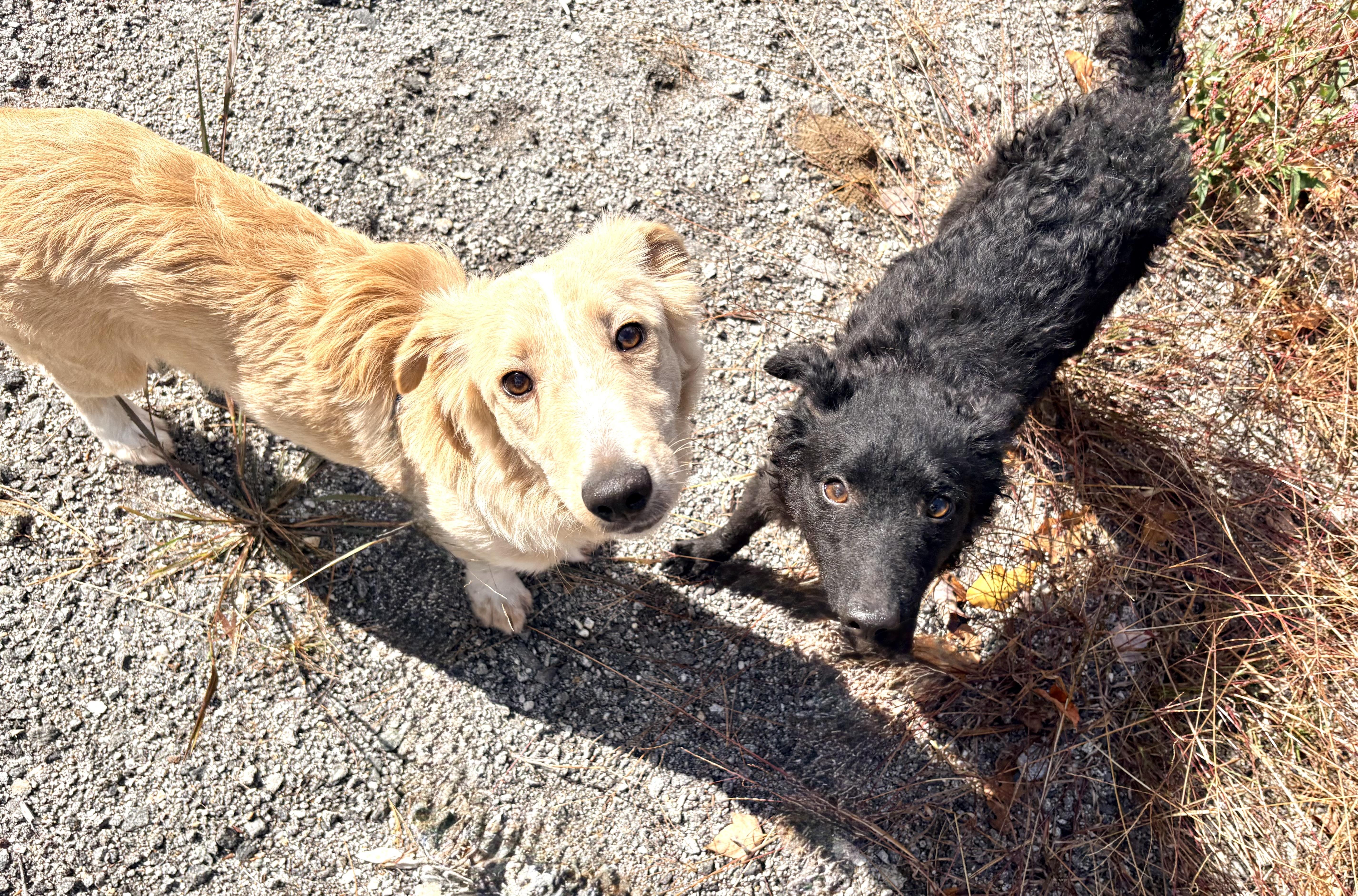 Enlarge Shawn, a Adoptable mixed breed in Weare, NH image 2/6