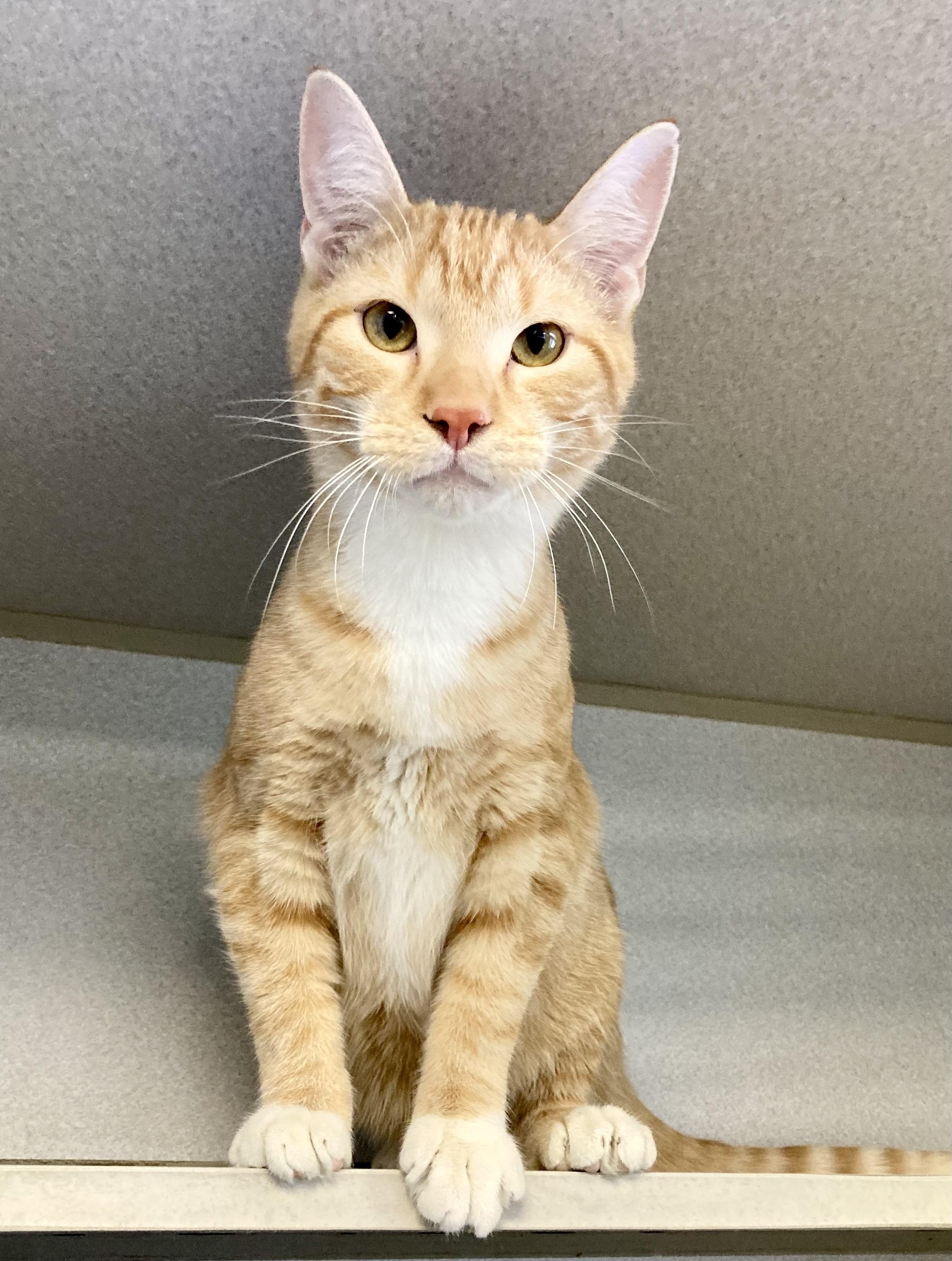 Enlarge Copper, a ADOPTABLE mixed breed in St. Ignace, MI image 1/4