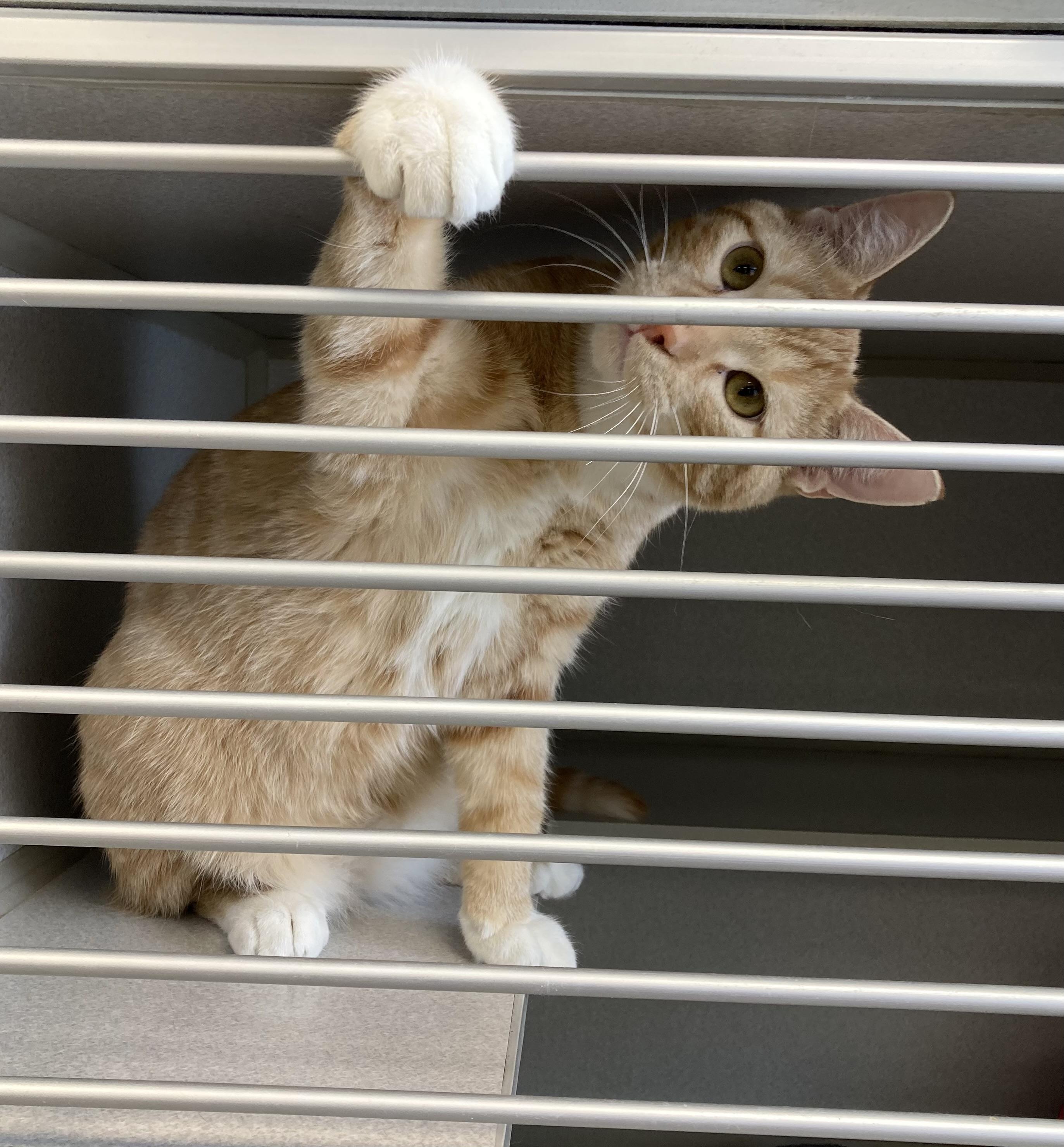 Enlarge Copper, a ADOPTABLE mixed breed in St. Ignace, MI image 2/4