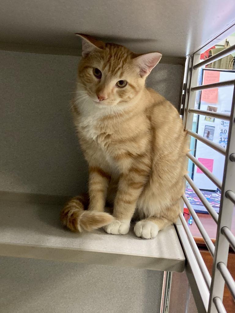 Enlarge Copper, a ADOPTABLE mixed breed in St. Ignace, MI image 1/1