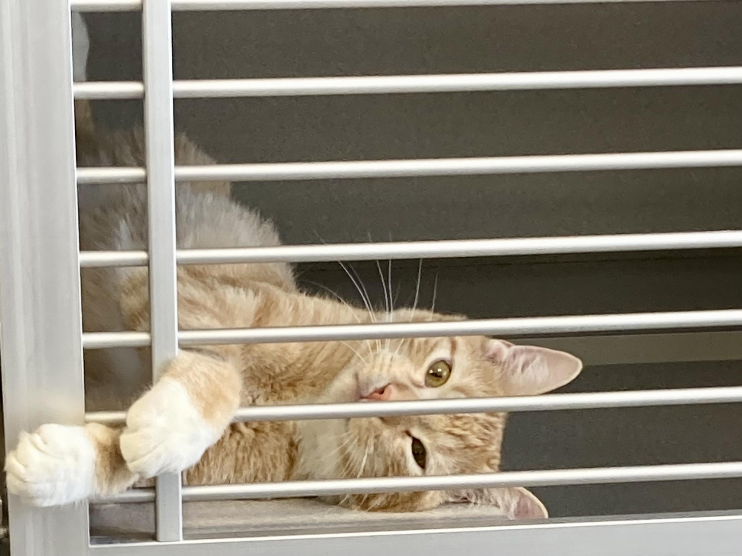 Enlarge Copper, a ADOPTABLE mixed breed in St. Ignace, MI image 3/4