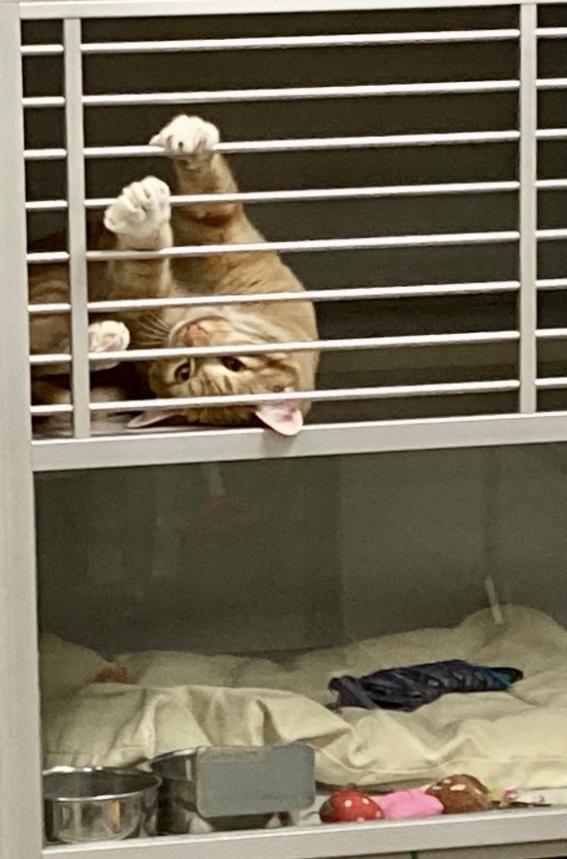 Enlarge Copper, a ADOPTABLE mixed breed in St. Ignace, MI image 4/4