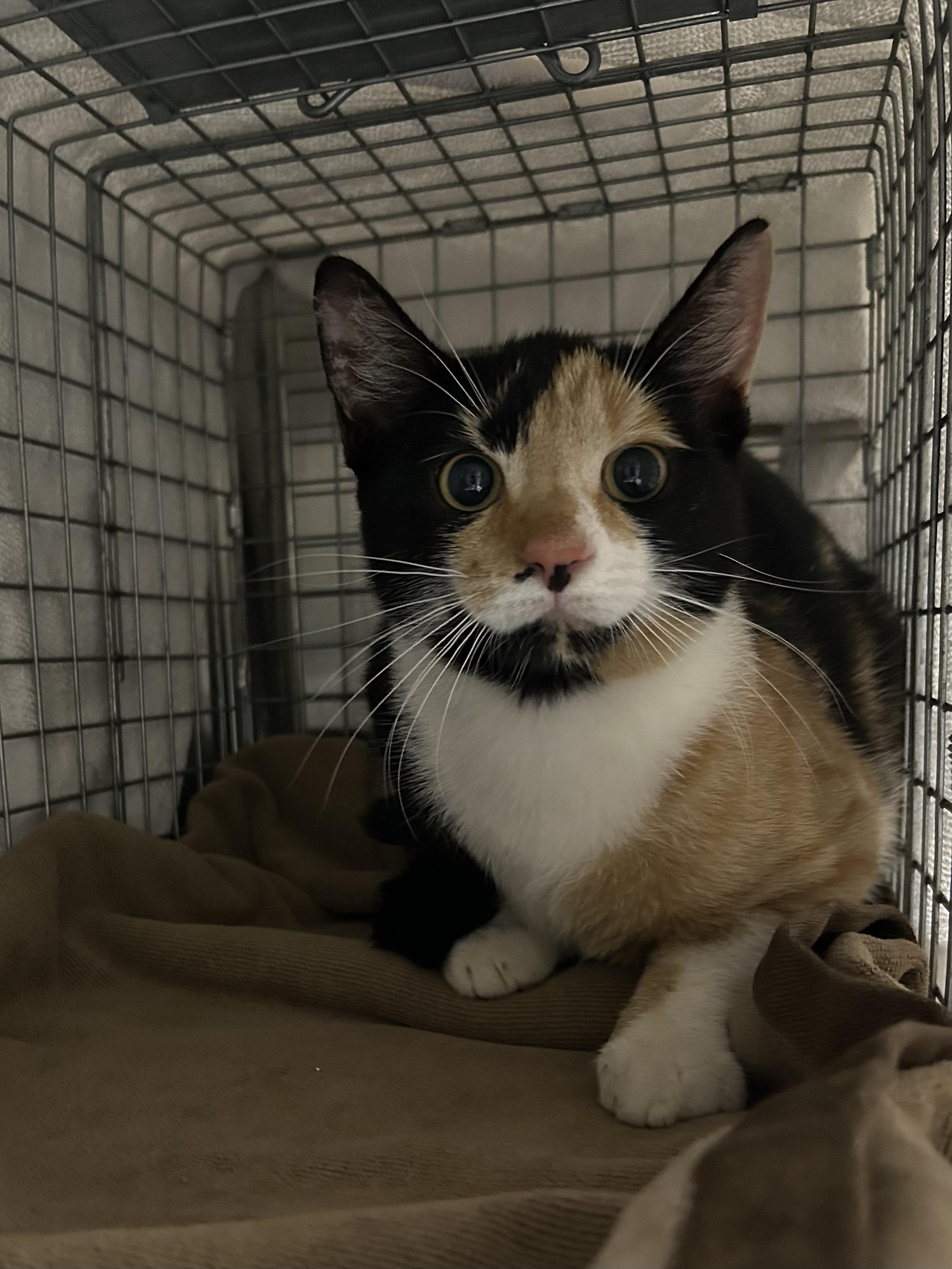 Enlarge Honey Crisp, a Adoptable Domestic Short Hair in Caledon, ON image 2/2