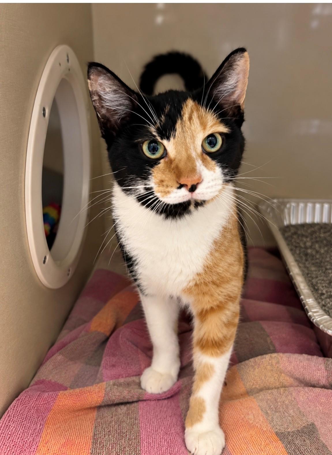 Honey Crisp, Adoptable, Young Female Domestic Short Hair.