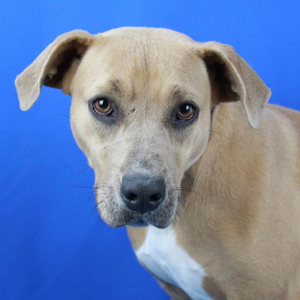 Kelly- 041502T, Adoptable, Young Female Feist & Terrier.