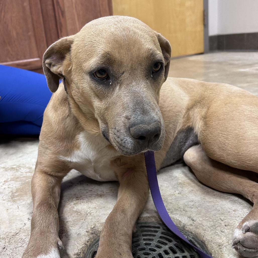 Kelly- 041502T, a Adoptable mixed breed in Tupelo, MS image 3/3