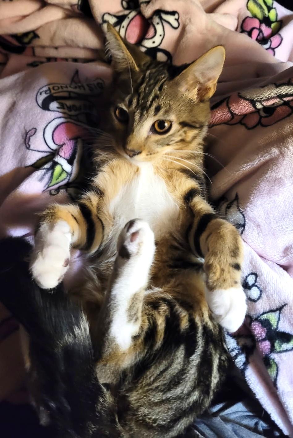 Sabo — The Snuggly Sunbather - Courtesy Listing, a ADOPTABLE Domestic Short Hair in Prescott, AZ image 3/3