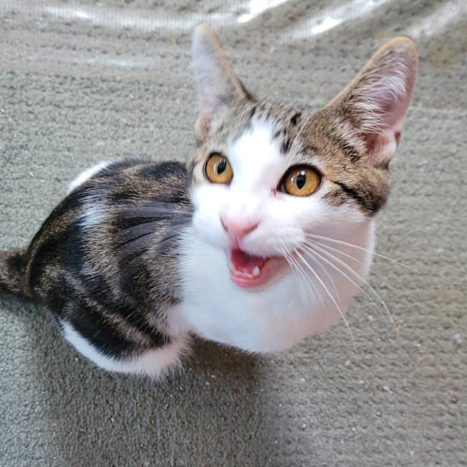 Sabo - The Sweetest Little Talker & Professional Cuddle Buddy - Courtesy Listing, a ADOPTABLE Domestic Short Hair in Prescott, AZ image 1/2