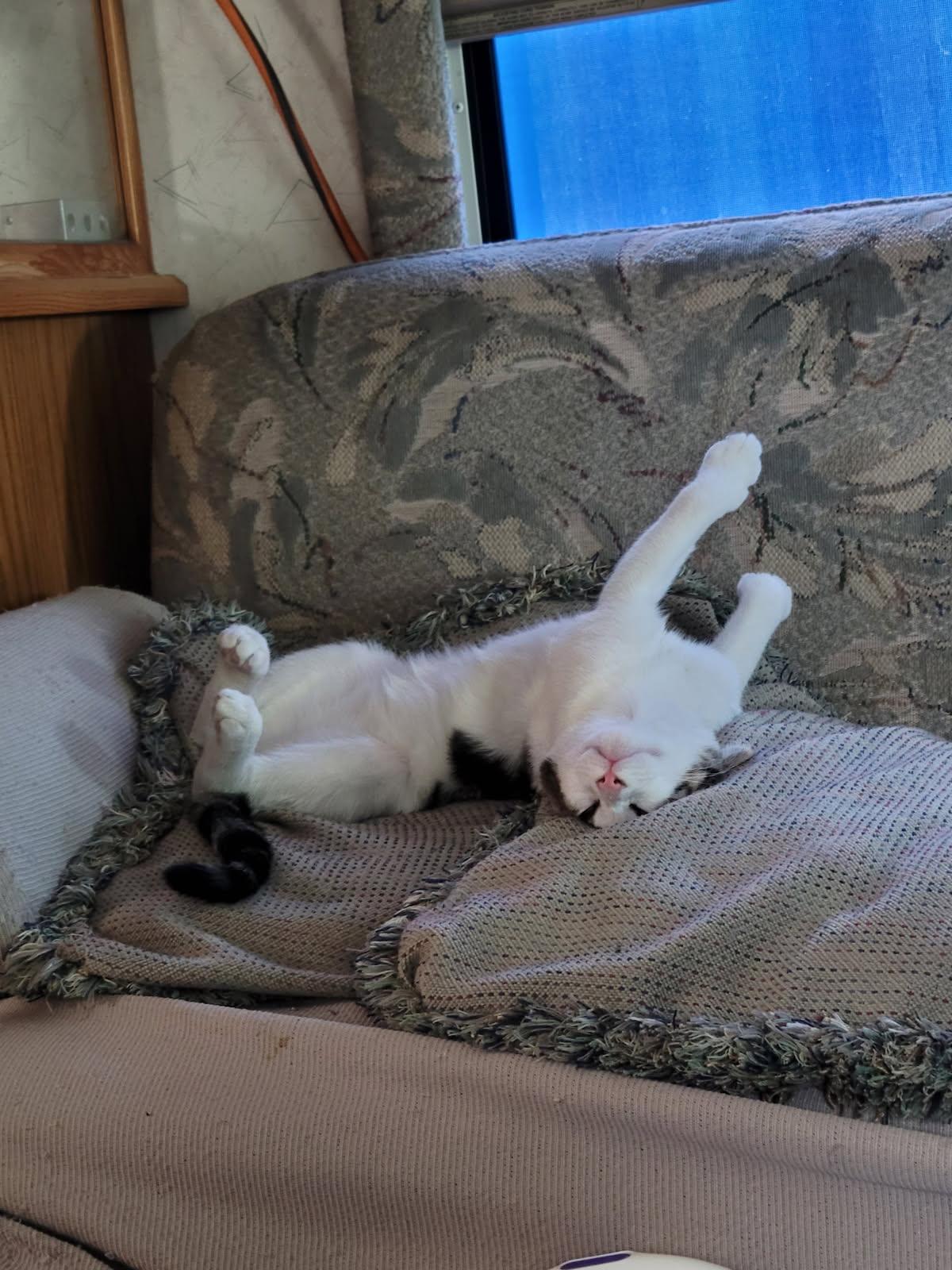 Sabo - The Sweetest Little Talker & Professional Cuddle Buddy - Courtesy Listing, a ADOPTABLE Domestic Short Hair in Prescott, AZ image 2/2