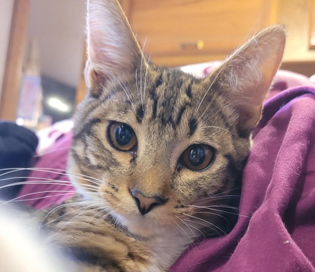 Sabo — The Snuggly Sunbather - Courtesy Listing, ADOPTABLE, Young Male Domestic Short Hair.