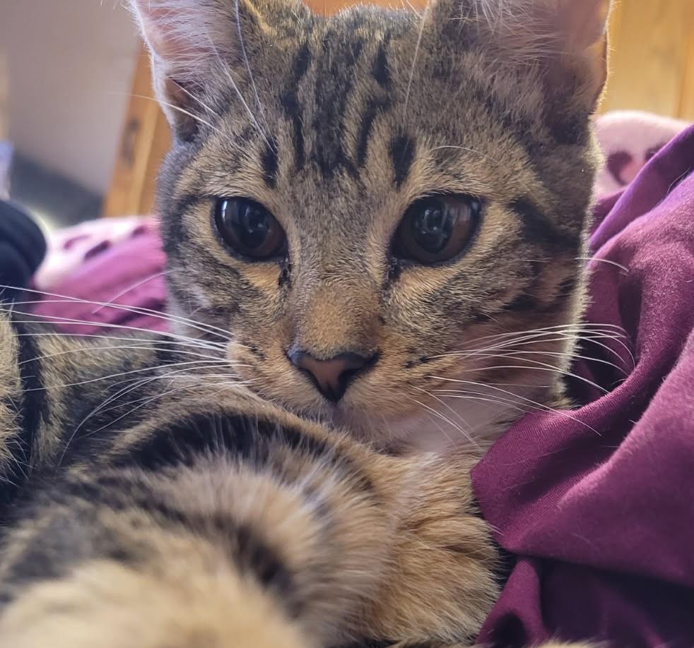 Sabo — The Snuggly Sunbather - Courtesy Listing, a ADOPTABLE Domestic Short Hair in Prescott, AZ image 2/3