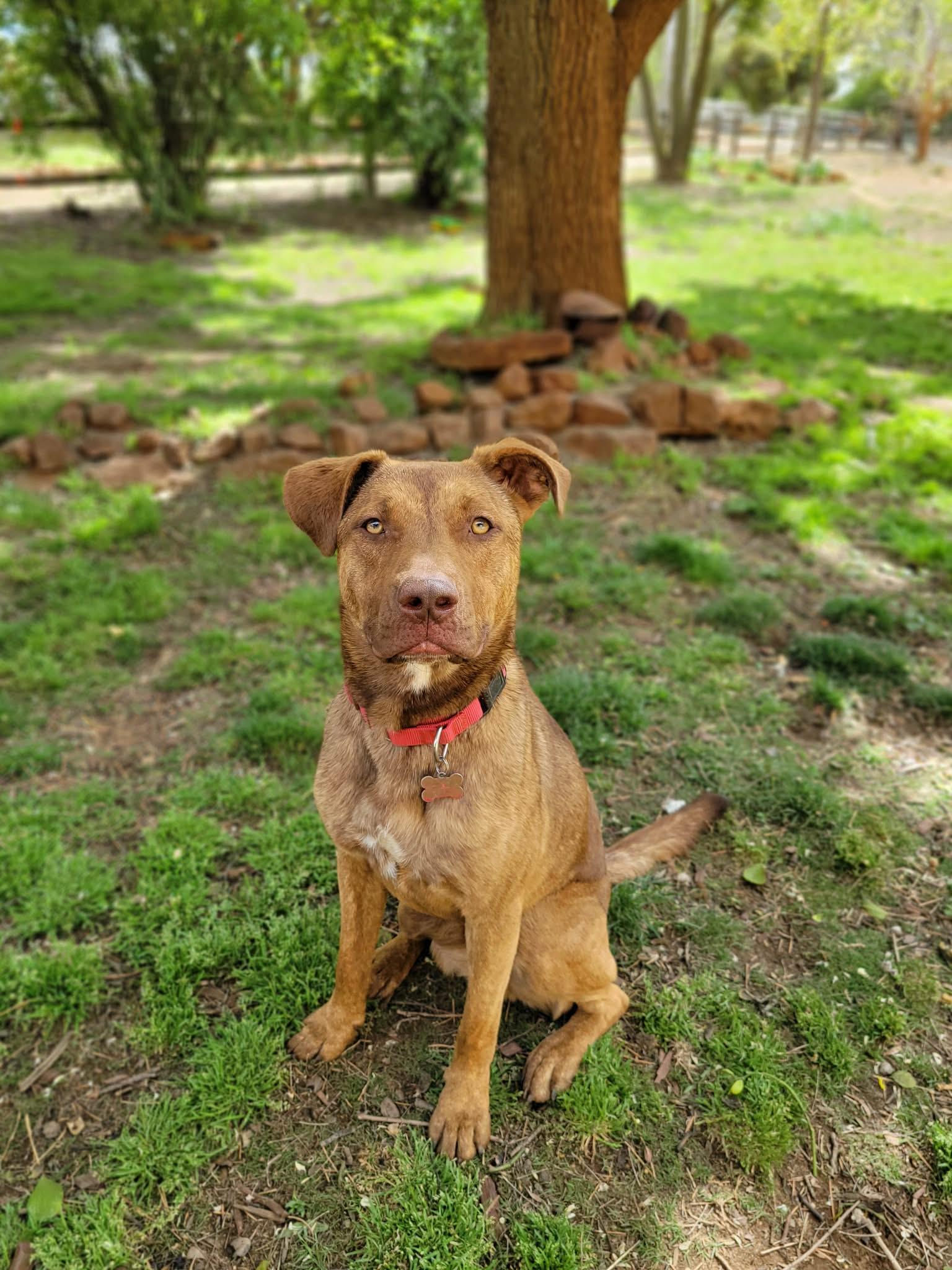 Marzano, adoptable, Young Male American Staffordshire Terrier & German Shepherd Dog.