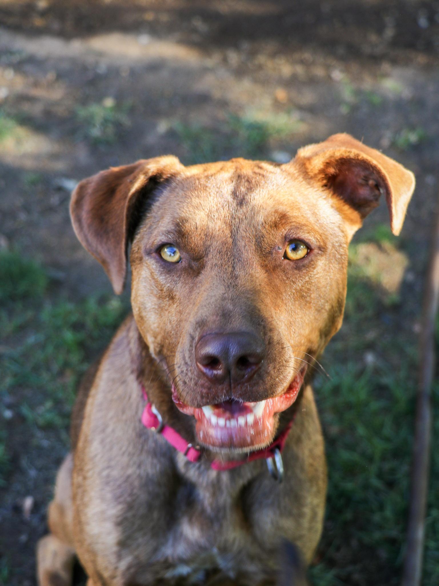 Enlarge Marzano, a Adoptable mixed breed in Temecula, CA image 1/6