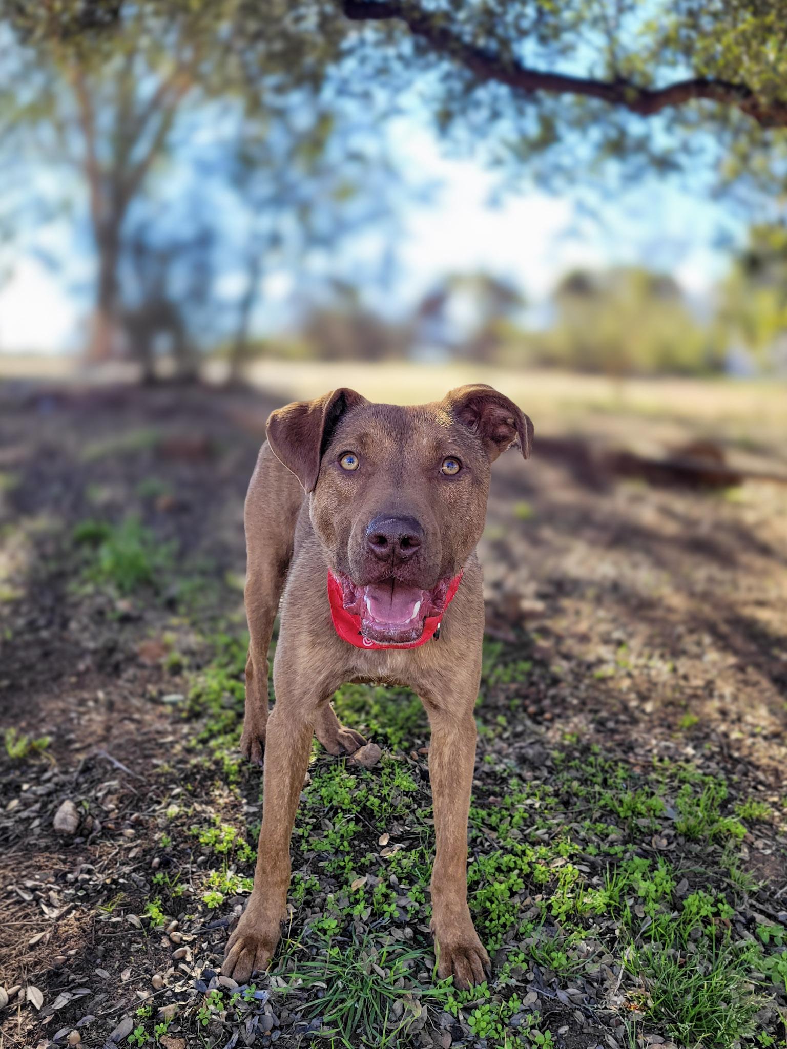 Enlarge Marzano, an adoptable mixed breed in Temecula, CA image 4/5