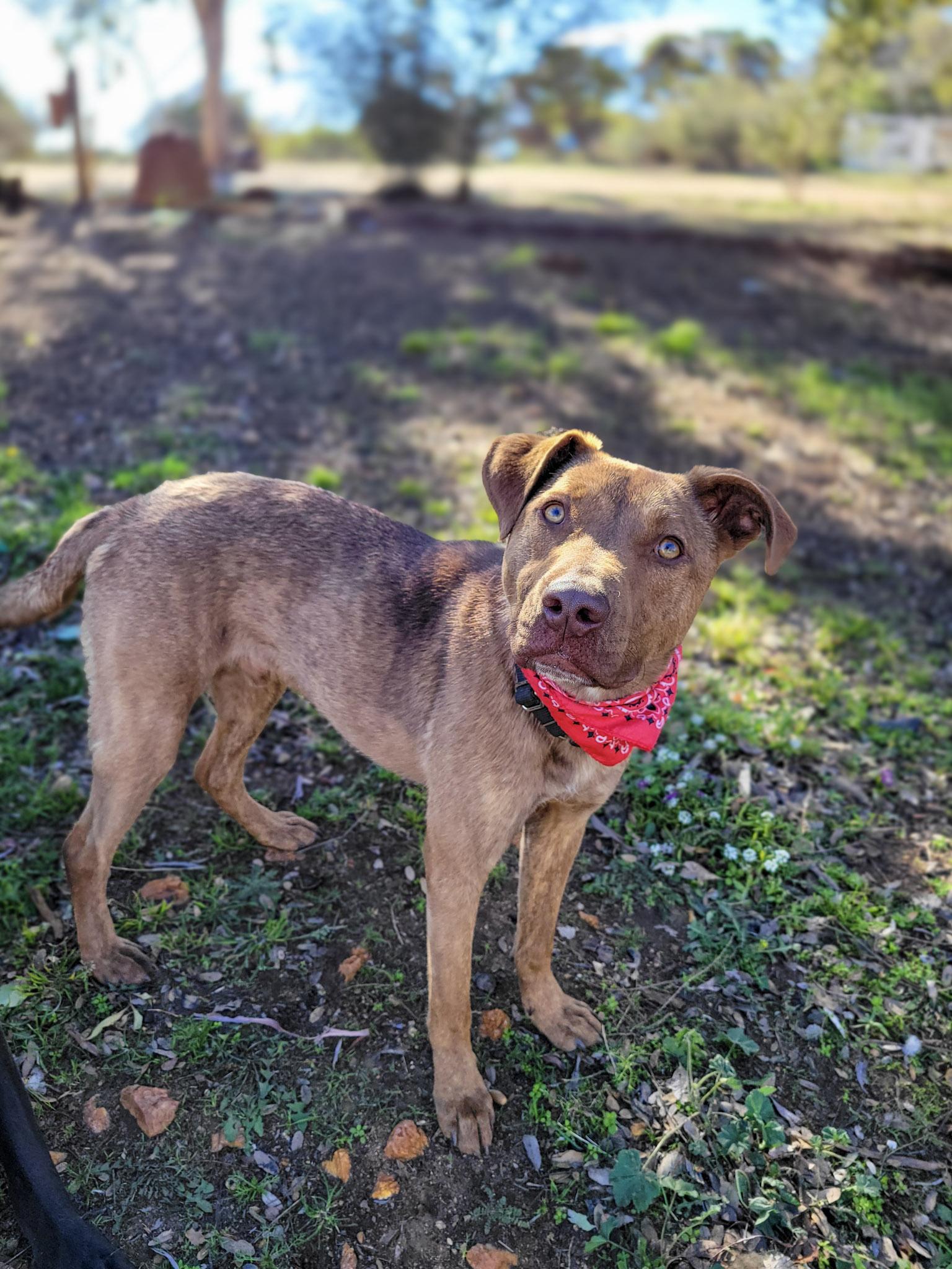 Enlarge Marzano, an adoptable mixed breed in Temecula, CA image 1/5
