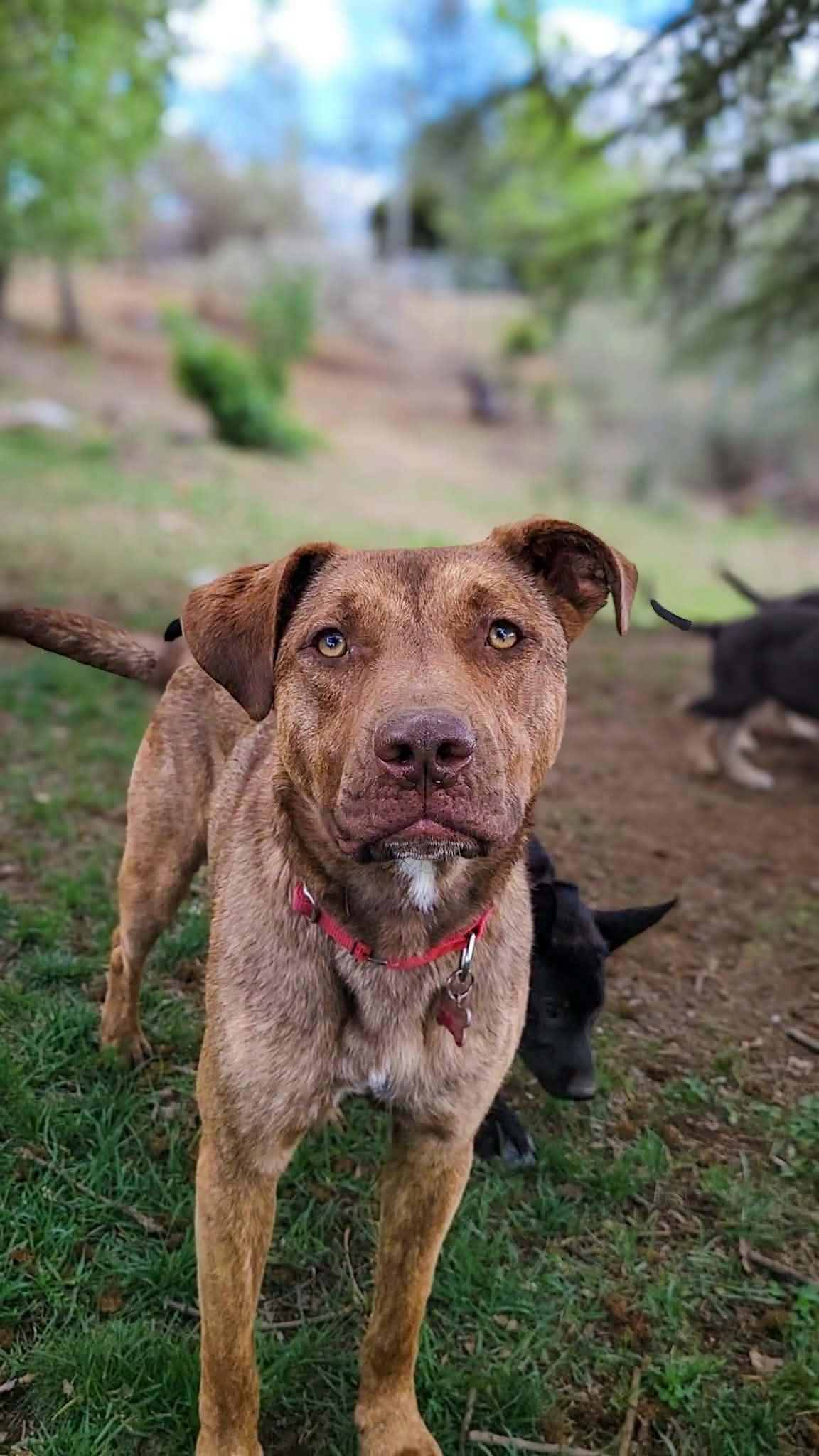 Enlarge Marzano, an adoptable mixed breed in Temecula, CA image 6/6
