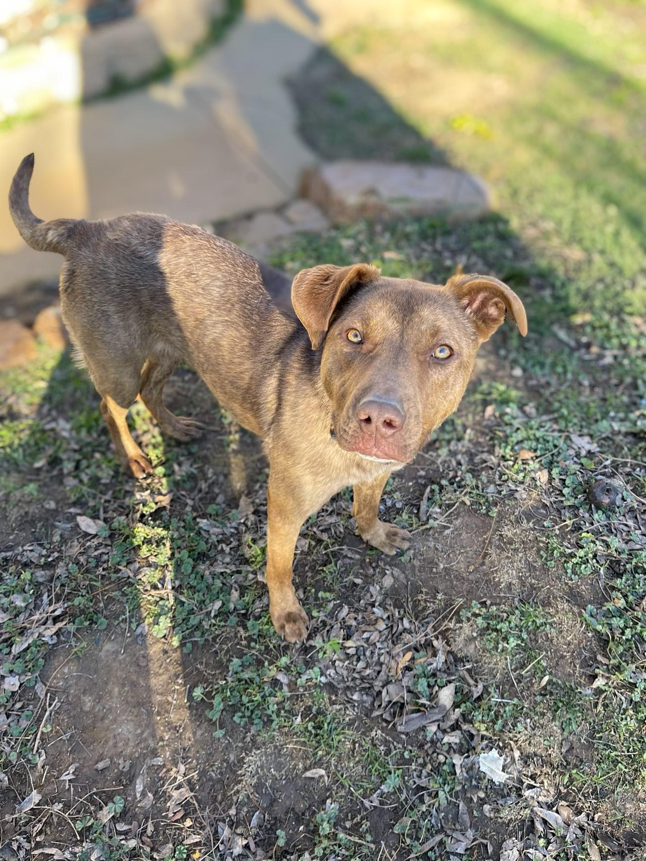 Enlarge Marzano, an adoptable mixed breed in Temecula, CA image 2/5