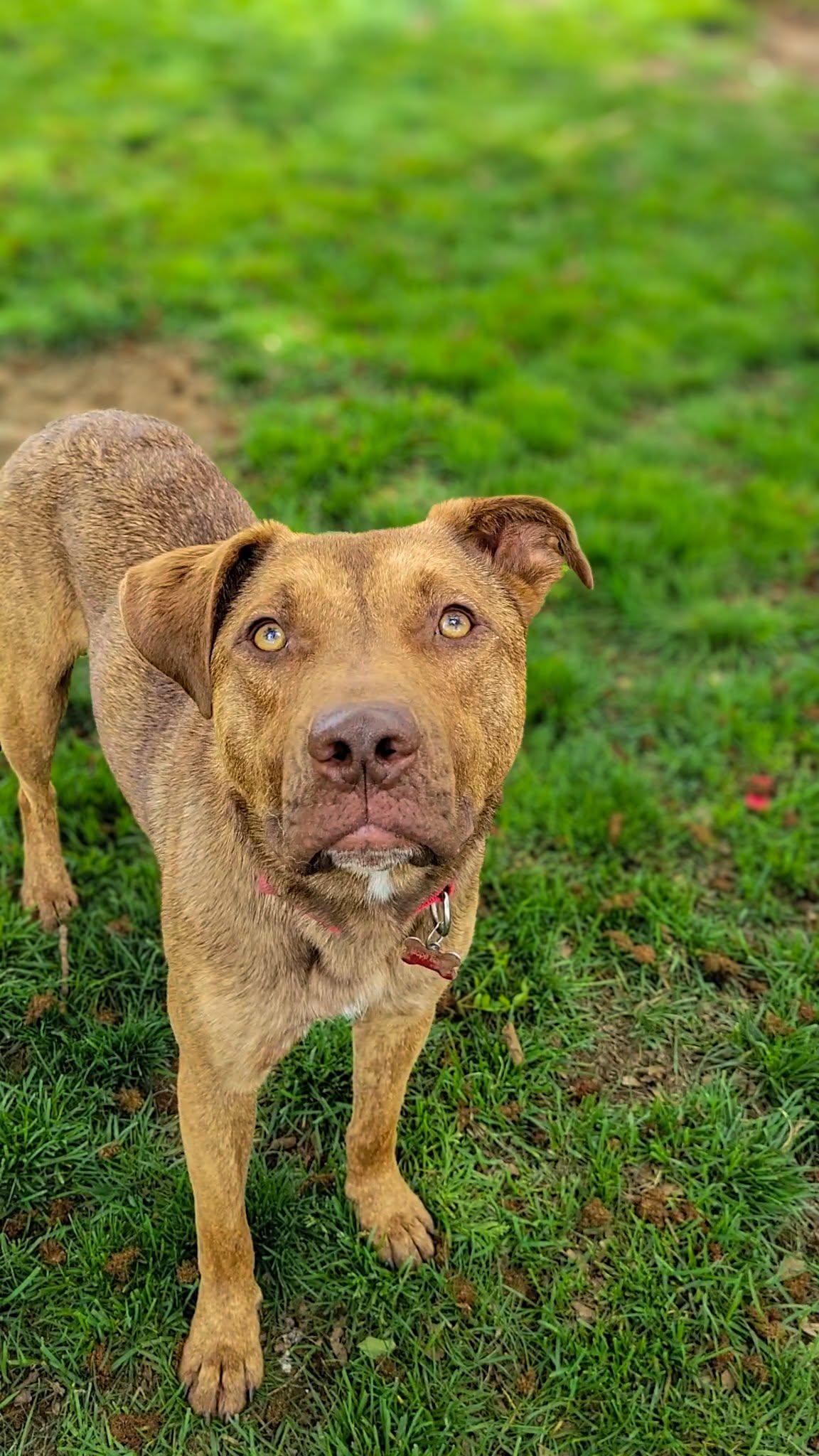 Enlarge Marzano, an adoptable mixed breed in Temecula, CA image 5/6