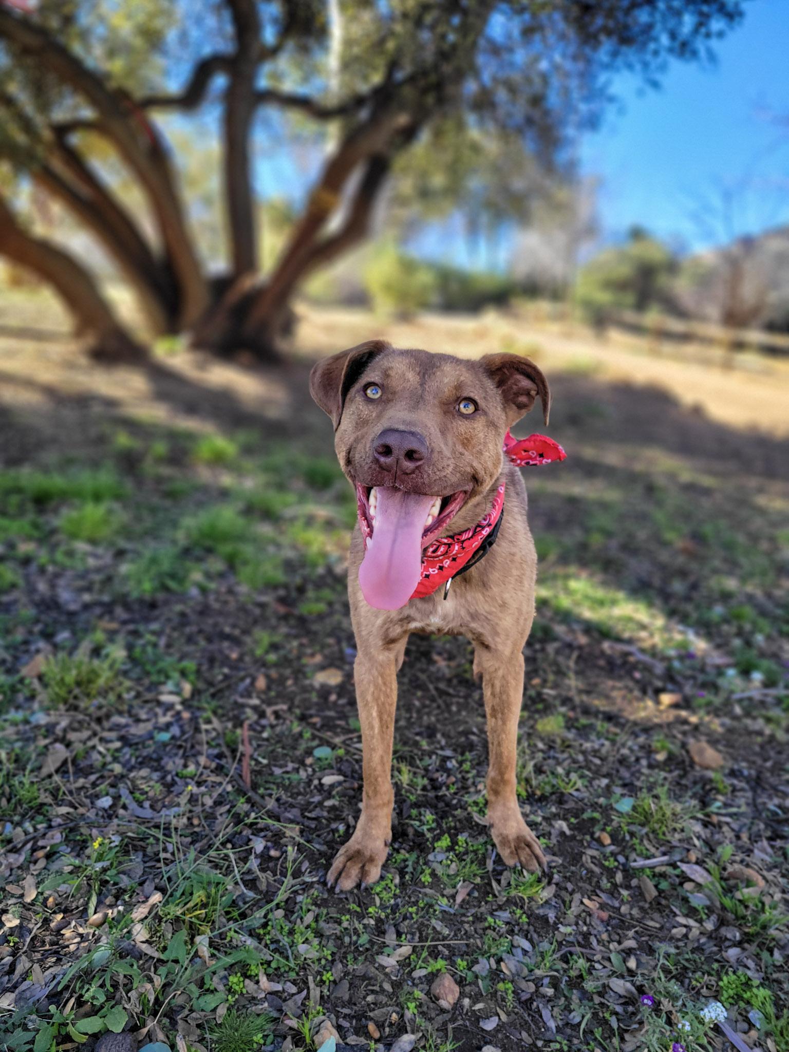 Enlarge Marzano, an adoptable mixed breed in Temecula, CA image 3/5