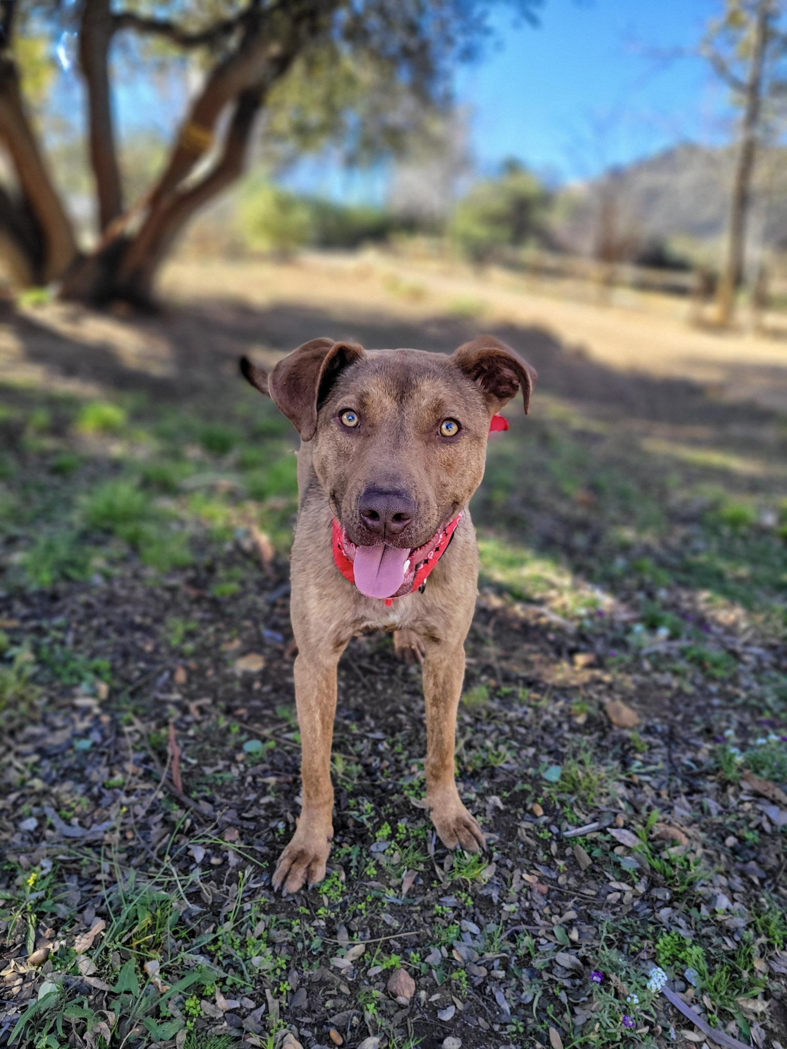 Enlarge Marzano, an adoptable mixed breed in Temecula, CA image 5/5