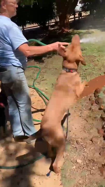 Enlarge Marzano, an adoptable mixed breed in Temecula, CA video 5/6