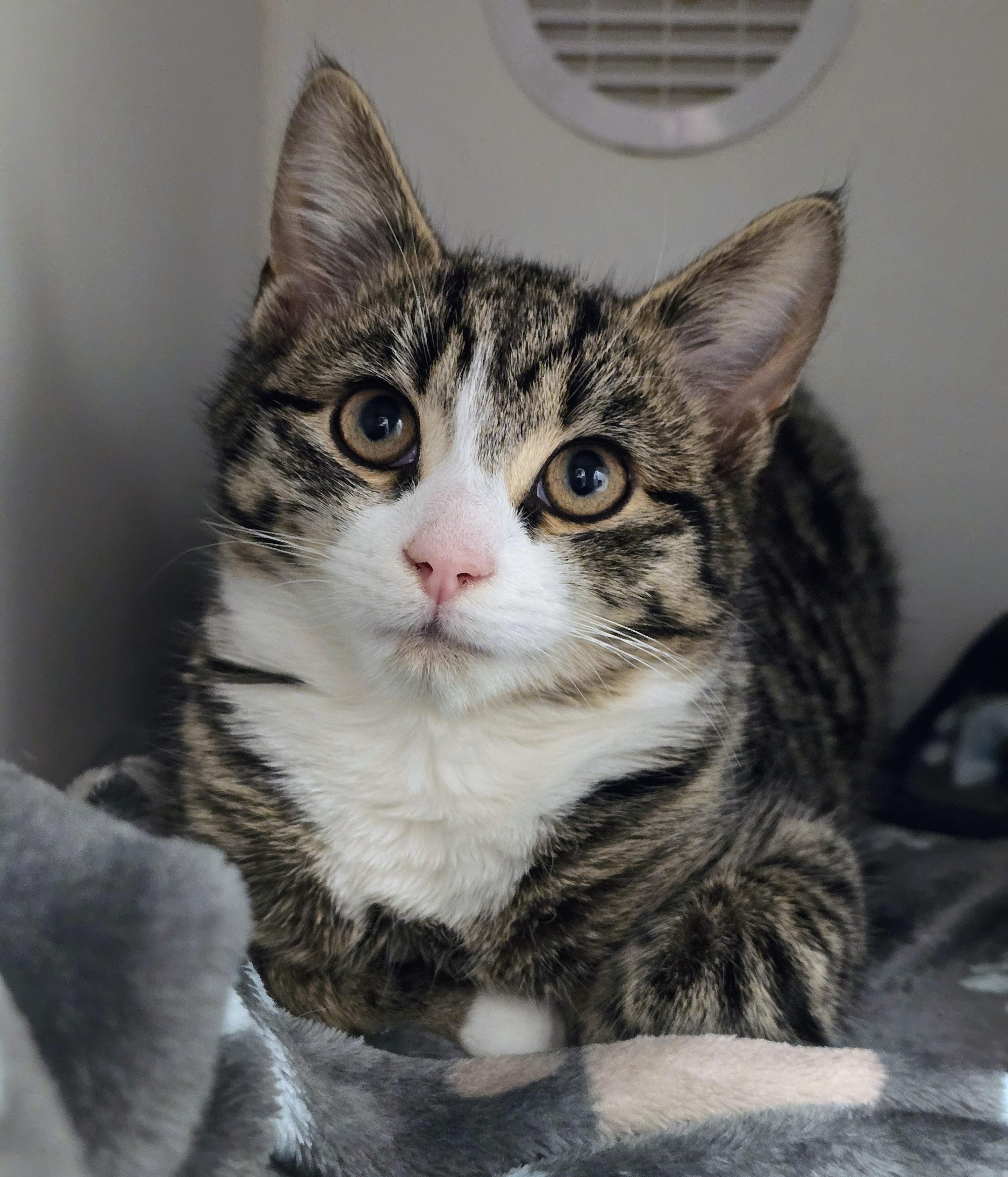 6-2 Pikachu, adopted, Young Male Domestic Short Hair.