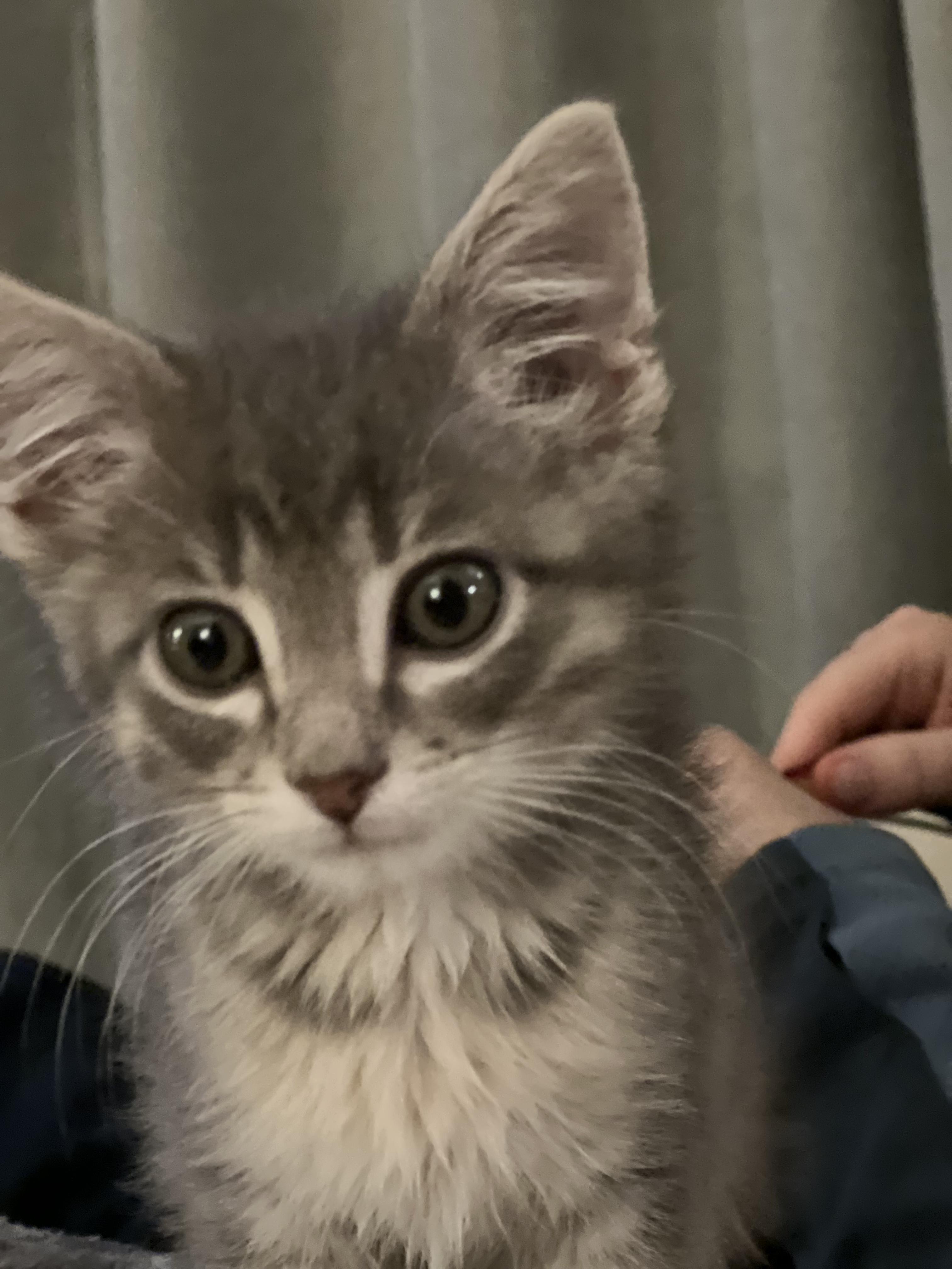 Otis