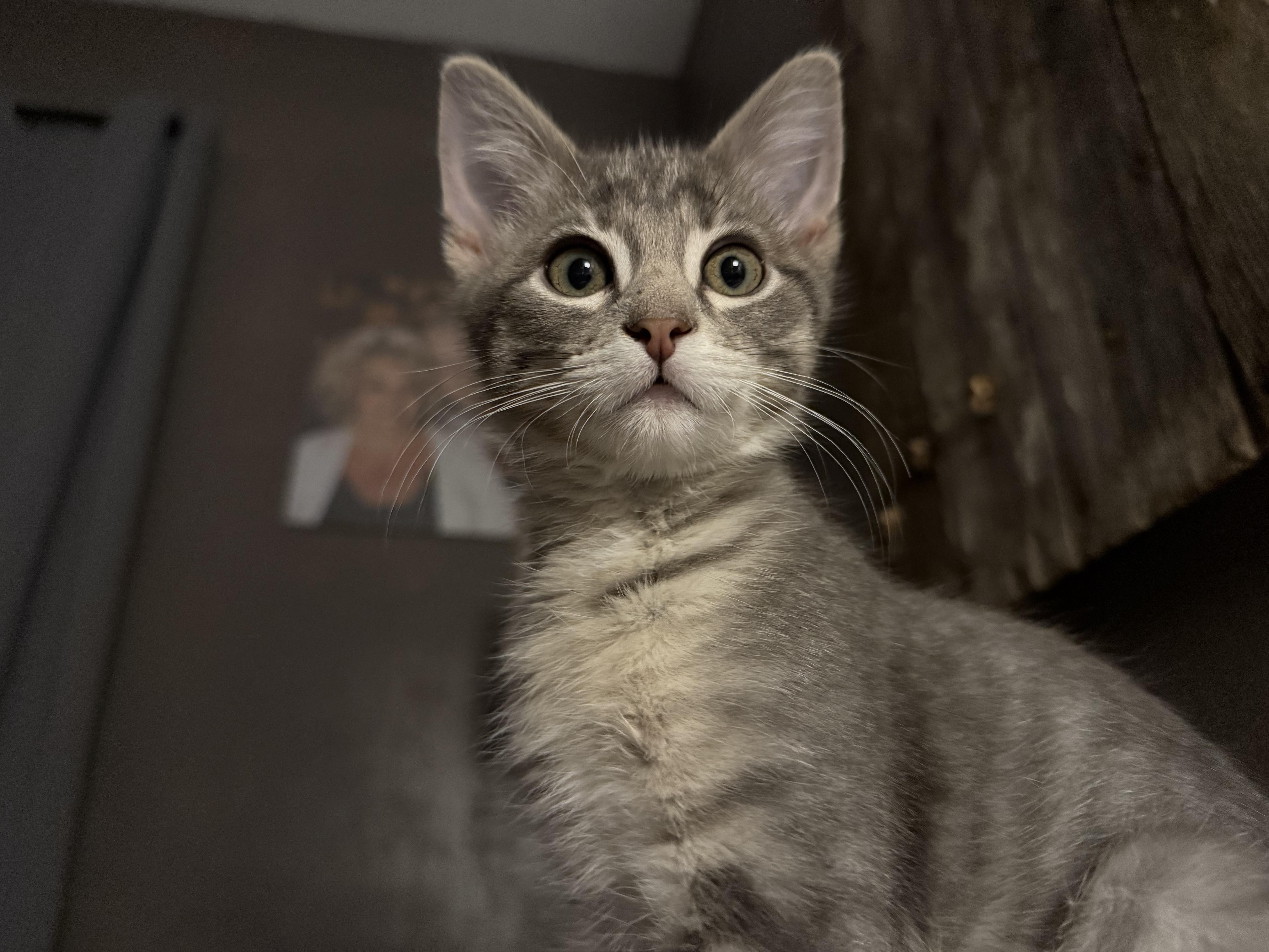 Otis