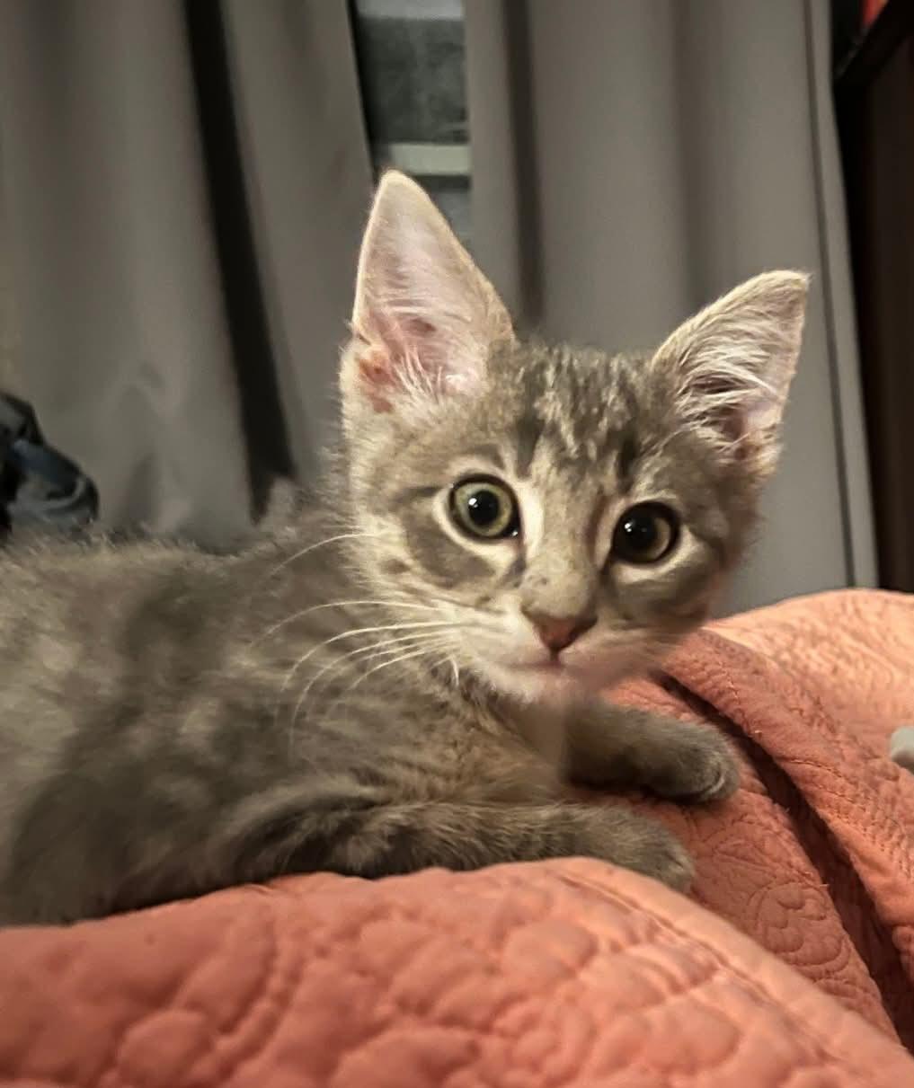 Otis