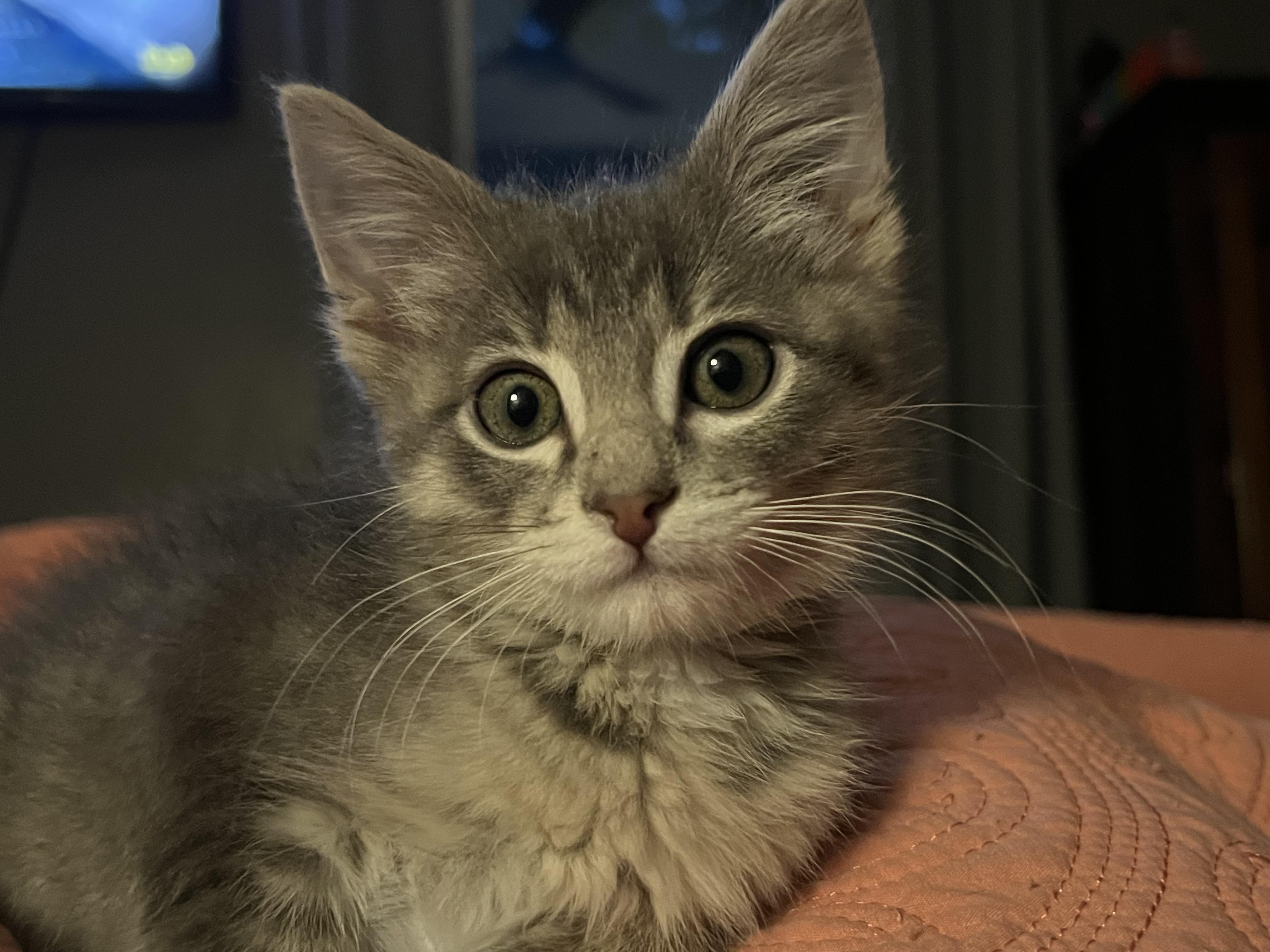 Otis