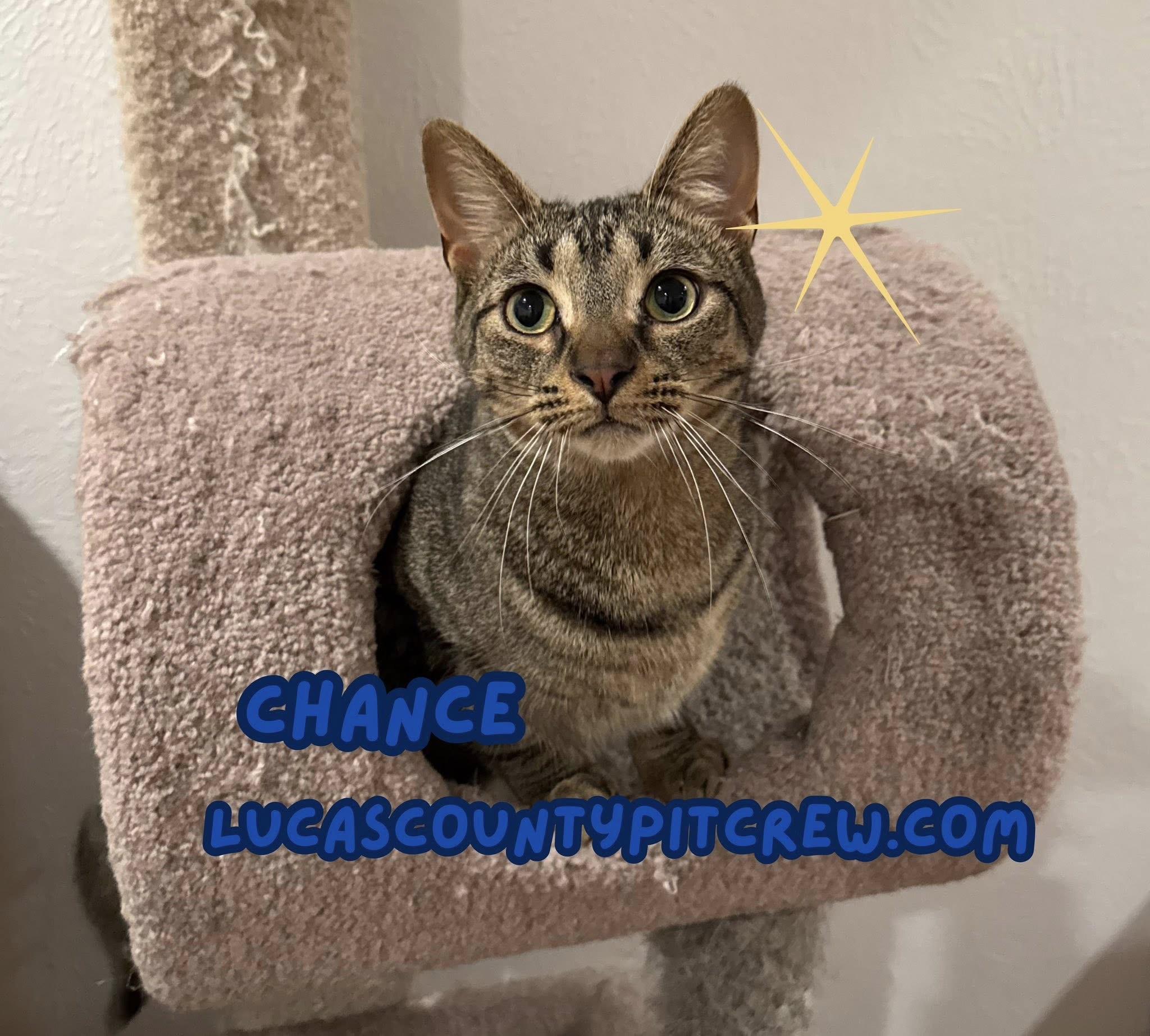 Chance, Adoptable, Young Male Tabby & American Shorthair.