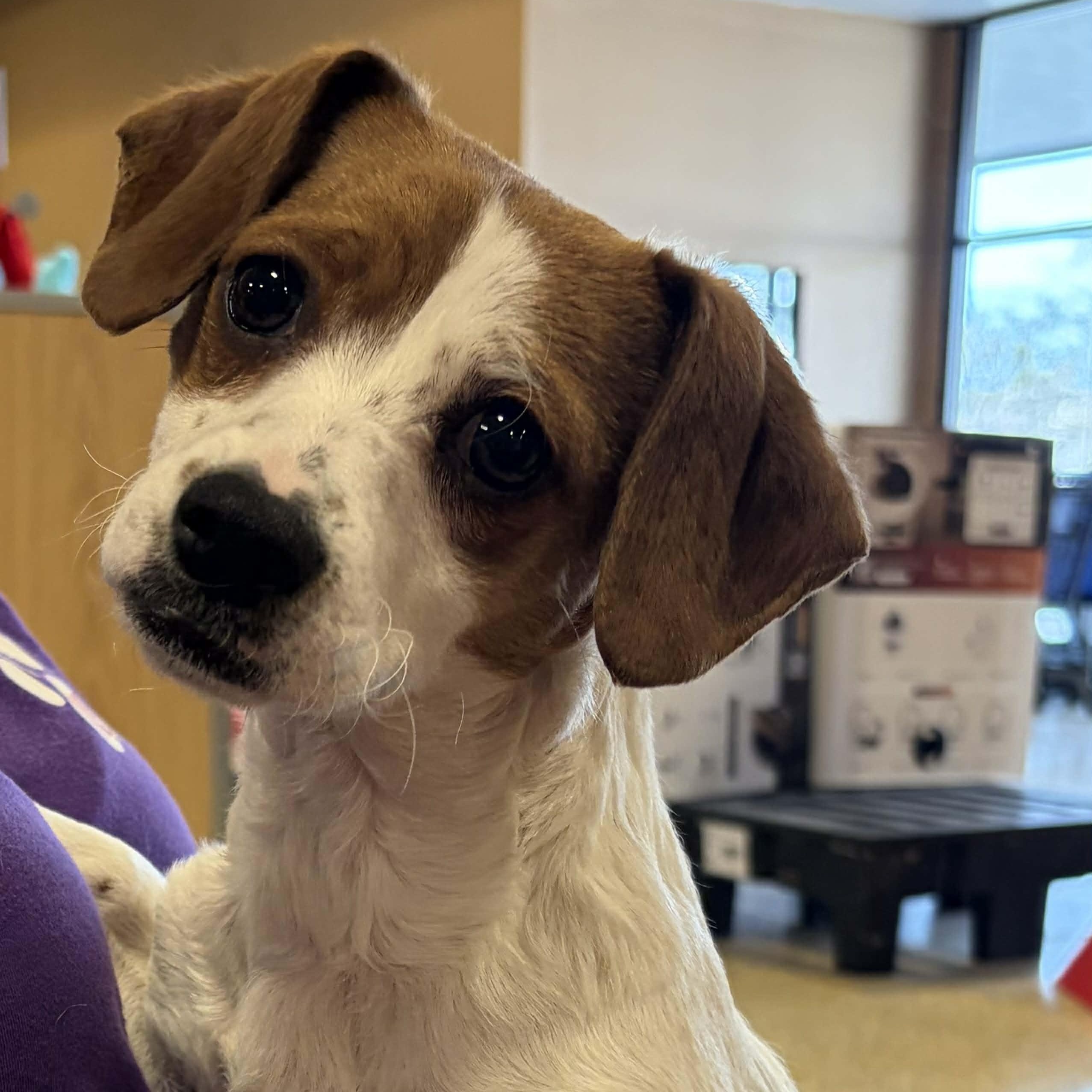 Enlarge Hannah, an adopted mixed breed in Antioch, CA image 1/2