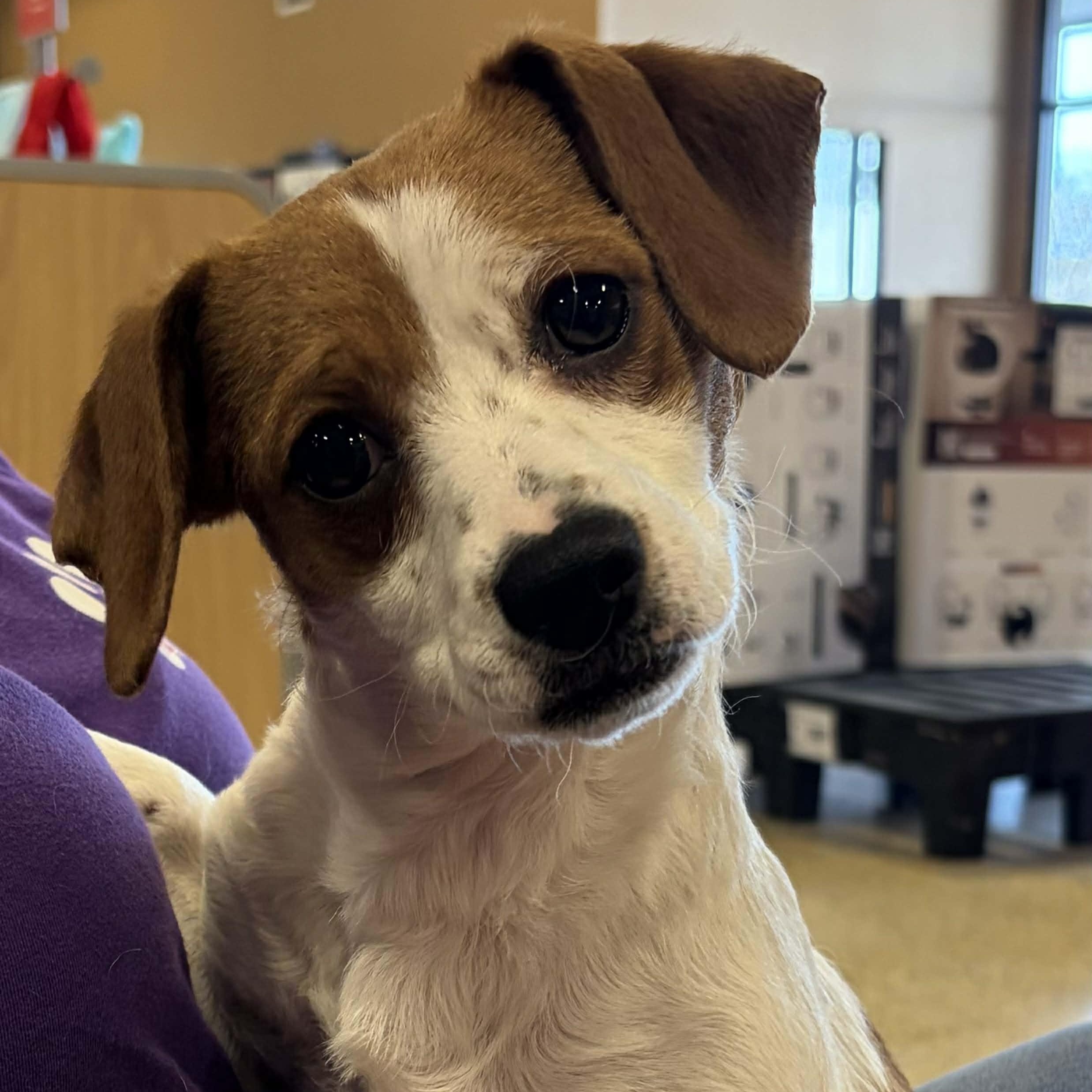 Enlarge Hannah, an adopted mixed breed in Antioch, CA image 2/2