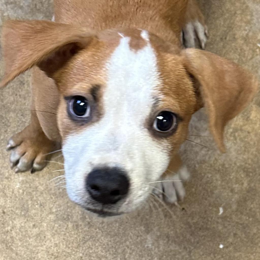 Copper, Adoptable, Adult Male Boxer & Labrador Retriever.