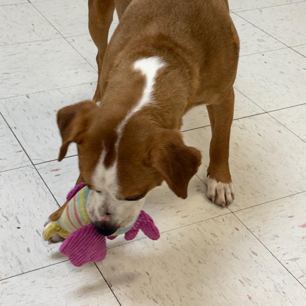 Copper, a Adoptable mixed breed in Jacksonville, AR image 2/6